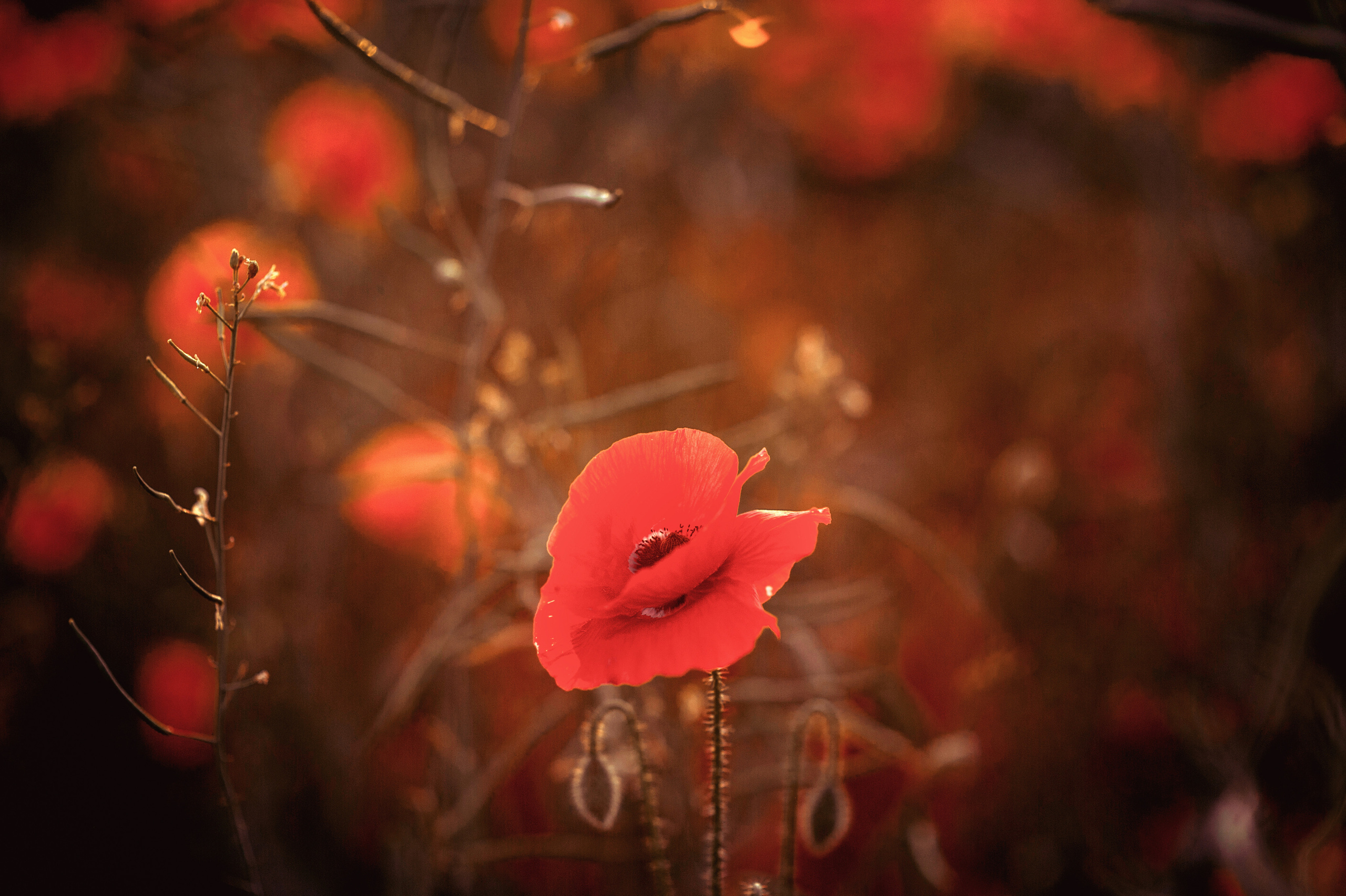 Подружки. Свадебный, детский, семейный фотограф Илона Николаева в Эстонии