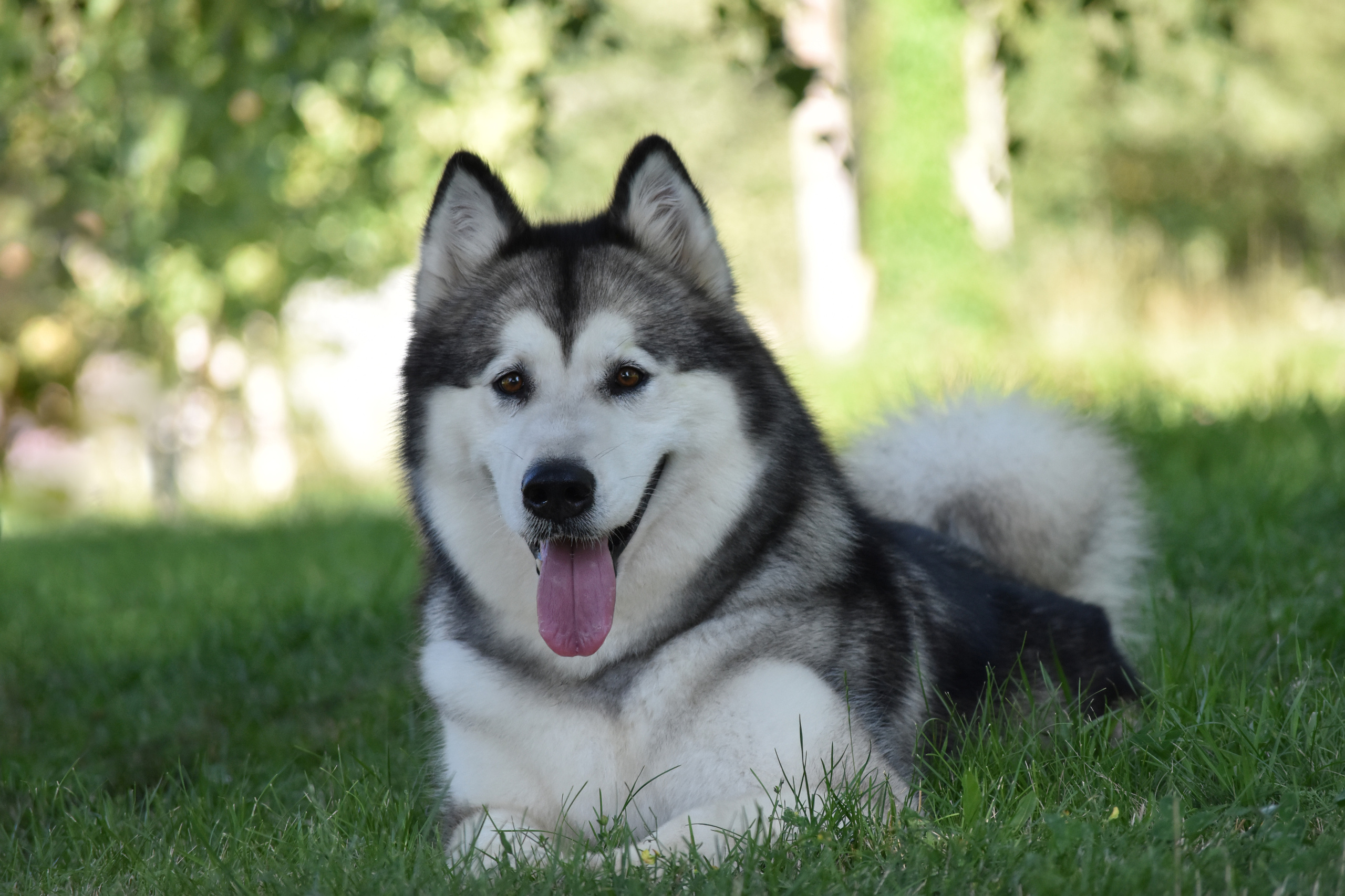 KIMBERLY BEAUTY VASILYEV OSTROV. AVENTURAS EN ALASKA — питомник Аляскинских маламутов в Украине