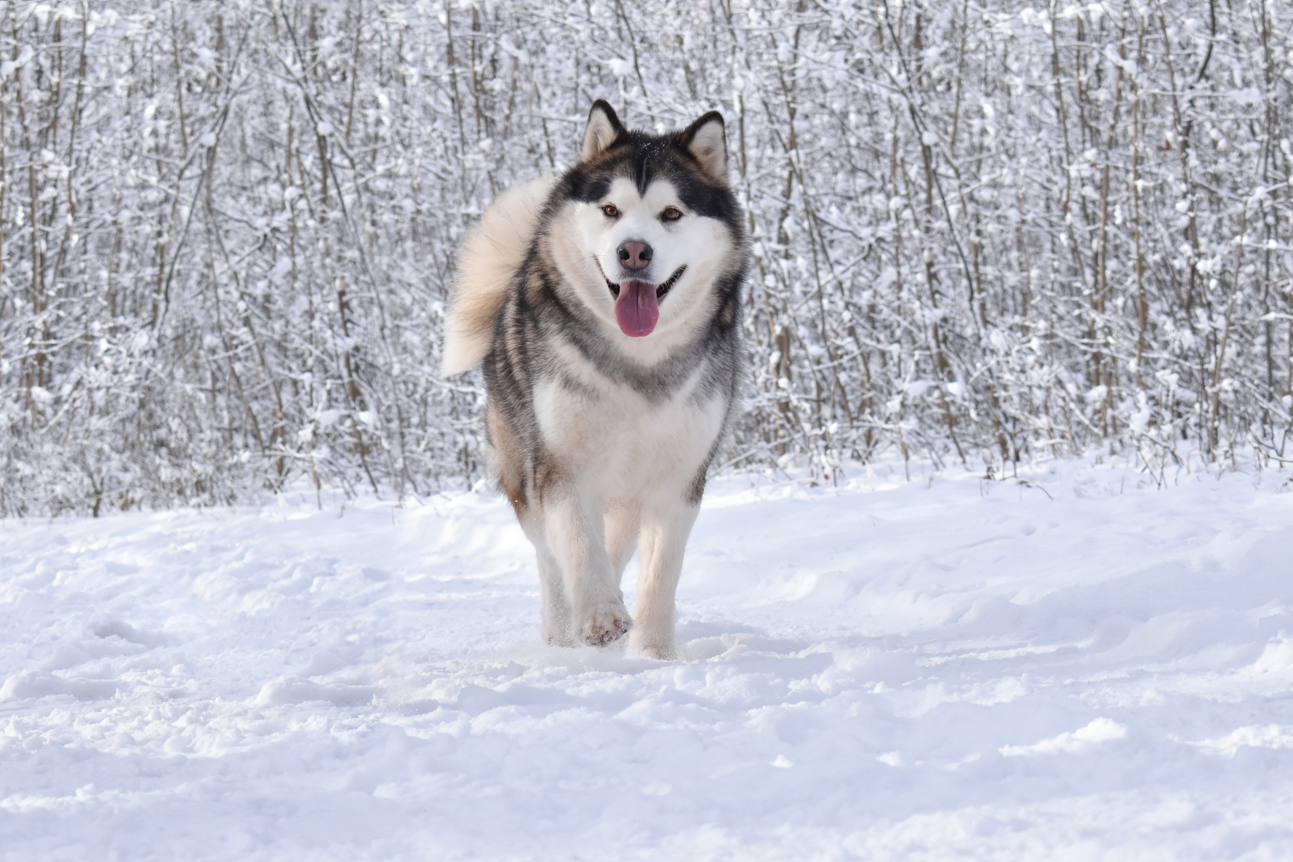 THE MAGICIAN BLOMBERG. AVENTURAS EN ALASKA — питомник Аляскинских маламутов в Украине