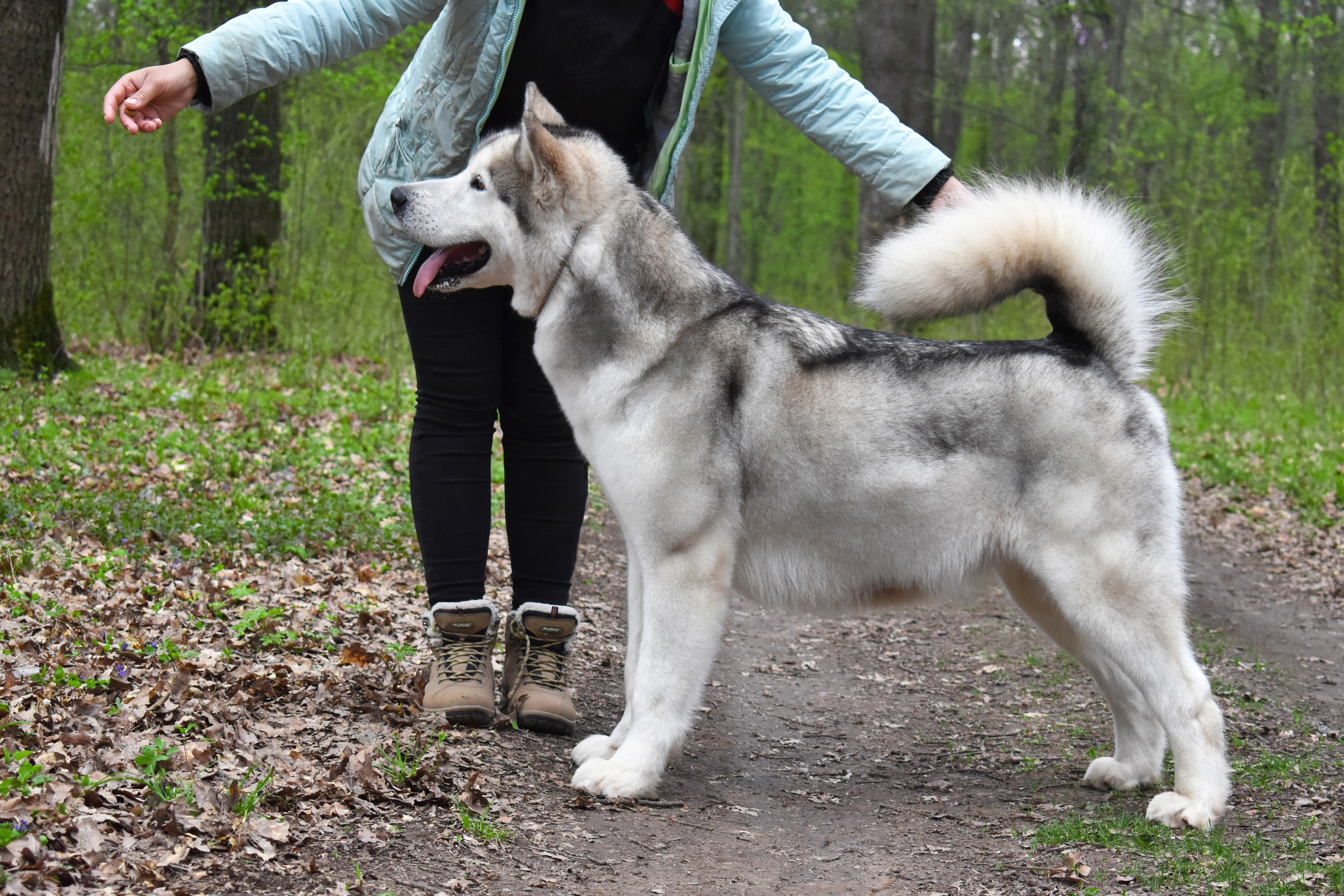 AVENTURAS EN ALASKA BURBERRY. AVENTURAS EN ALASKA — питомник Аляскинских маламутов в Украине