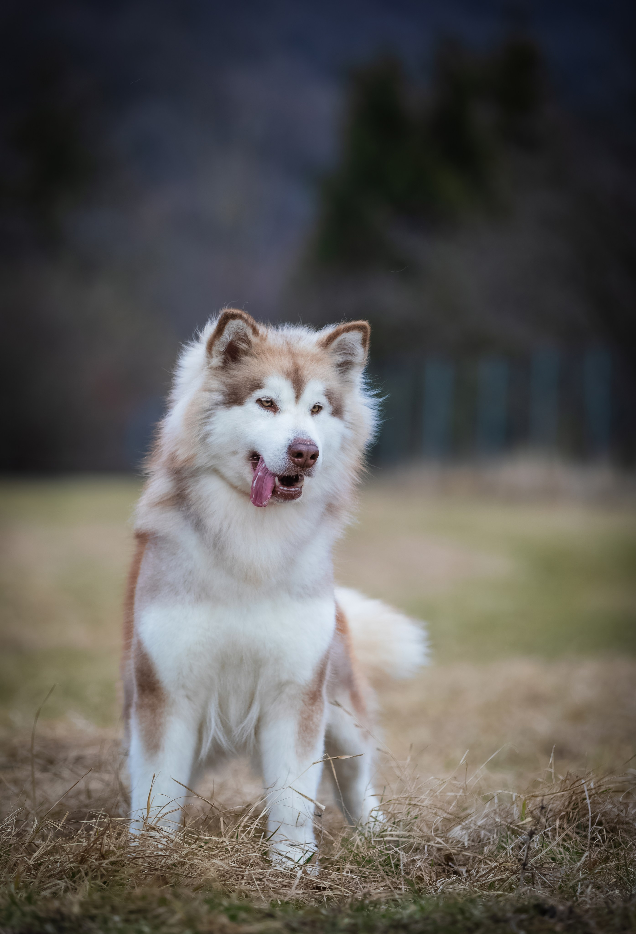 AURORA Z BRUCH DREAM. AVENTURAS EN ALASKA — питомник Аляскинских маламутов в Украине