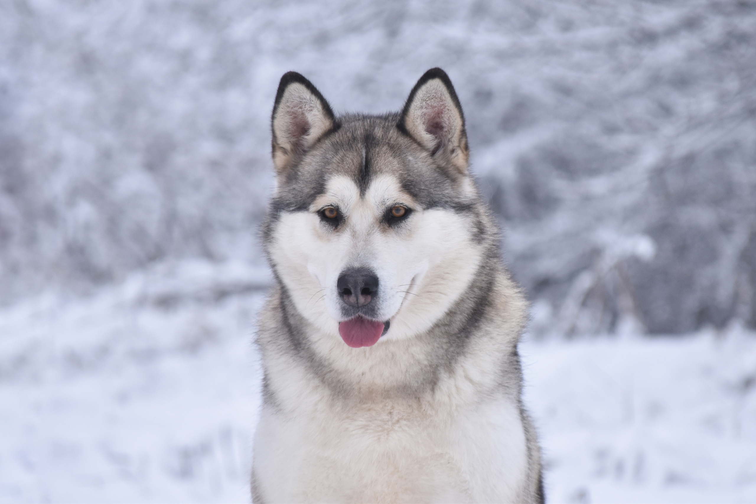ESENIYA OT FILIPPOVOY. AVENTURAS EN ALASKA — питомник Аляскинских маламутов в Украине
