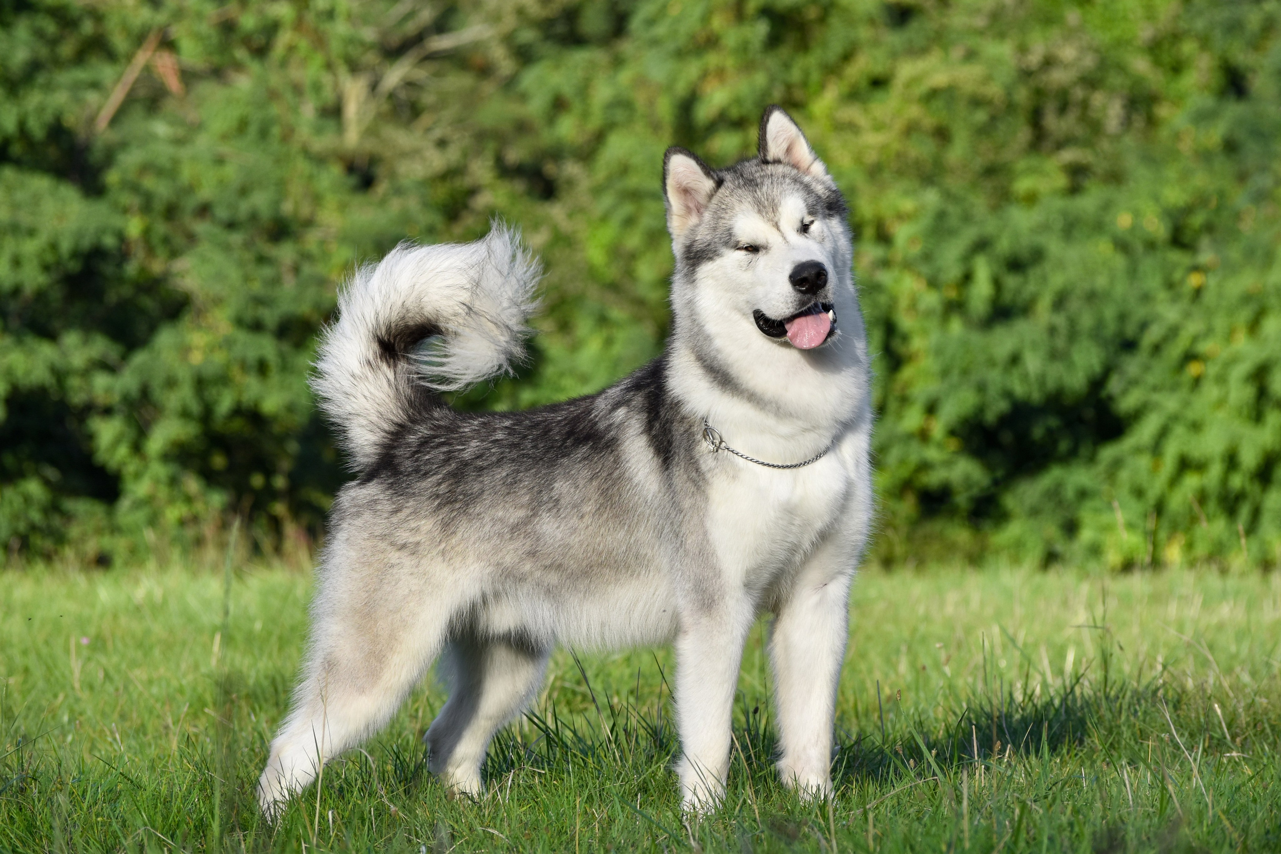 AVENTURAS EN ALASKA GRIZZLY BEAR. AVENTURAS EN ALASKA — питомник Аляскинских маламутов в Украине