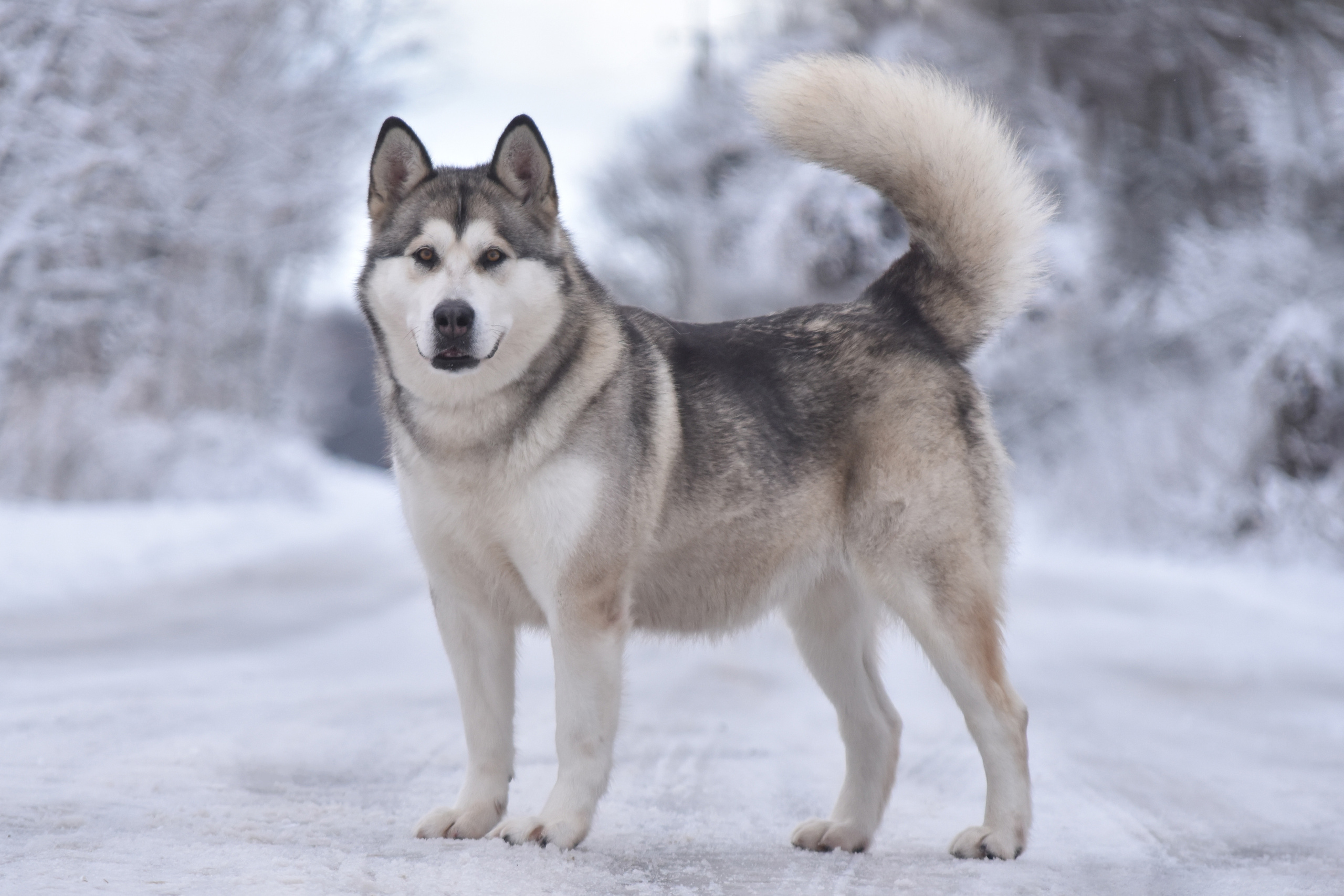 ESENIYA OT FILIPPOVOY. AVENTURAS EN ALASKA — питомник Аляскинских маламутов в Украине