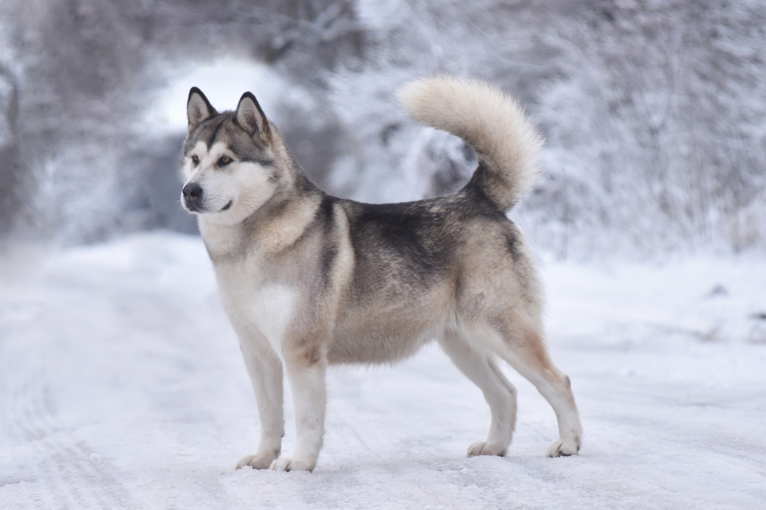 ESENIYA OT FILIPPOVOY. AVENTURAS EN ALASKA — питомник Аляскинских маламутов в Украине