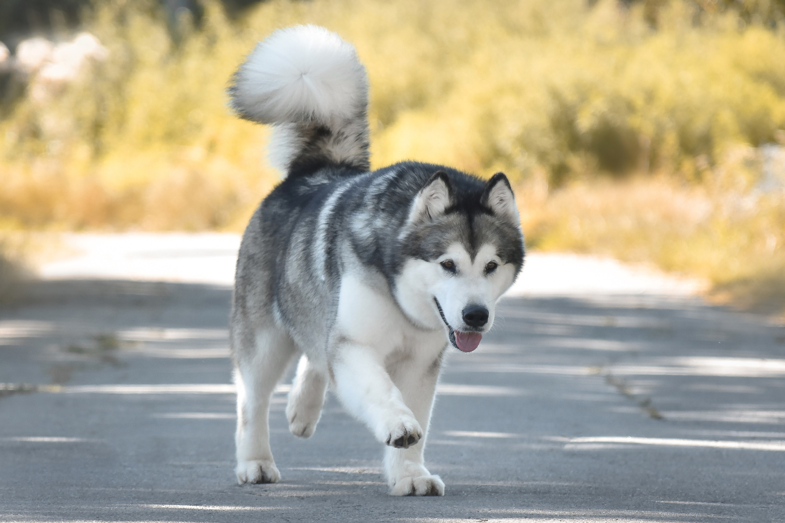 KIMBERLY BEAUTY VASILYEV OSTROV. AVENTURAS EN ALASKA — питомник Аляскинских маламутов в Украине