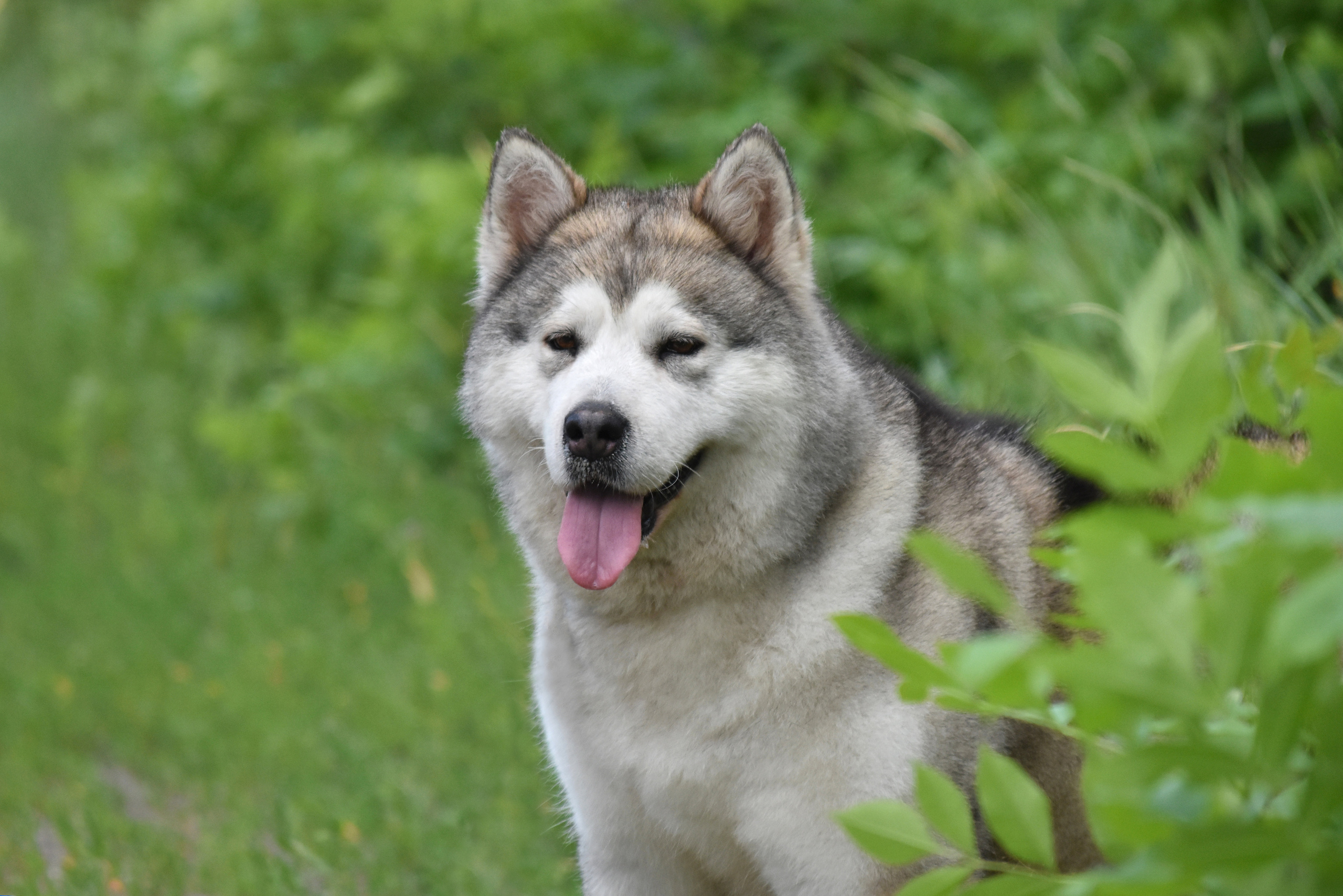 AVENTURAS EN ALASKA GLAMOUR. AVENTURAS EN ALASKA — питомник Аляскинских маламутов в Украине