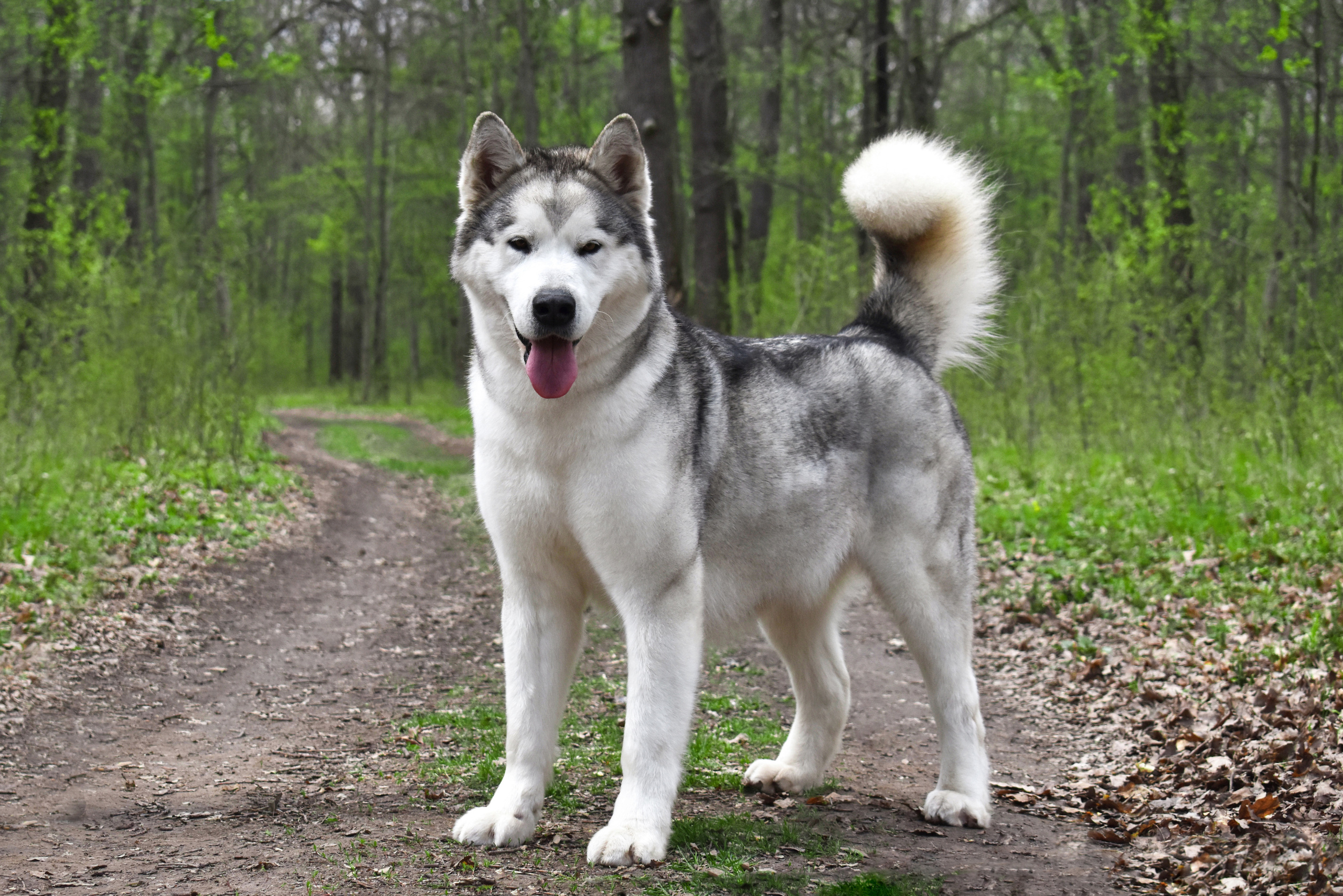 AVENTURAS EN ALASKA BURBERRY. AVENTURAS EN ALASKA — питомник Аляскинских маламутов в Украине