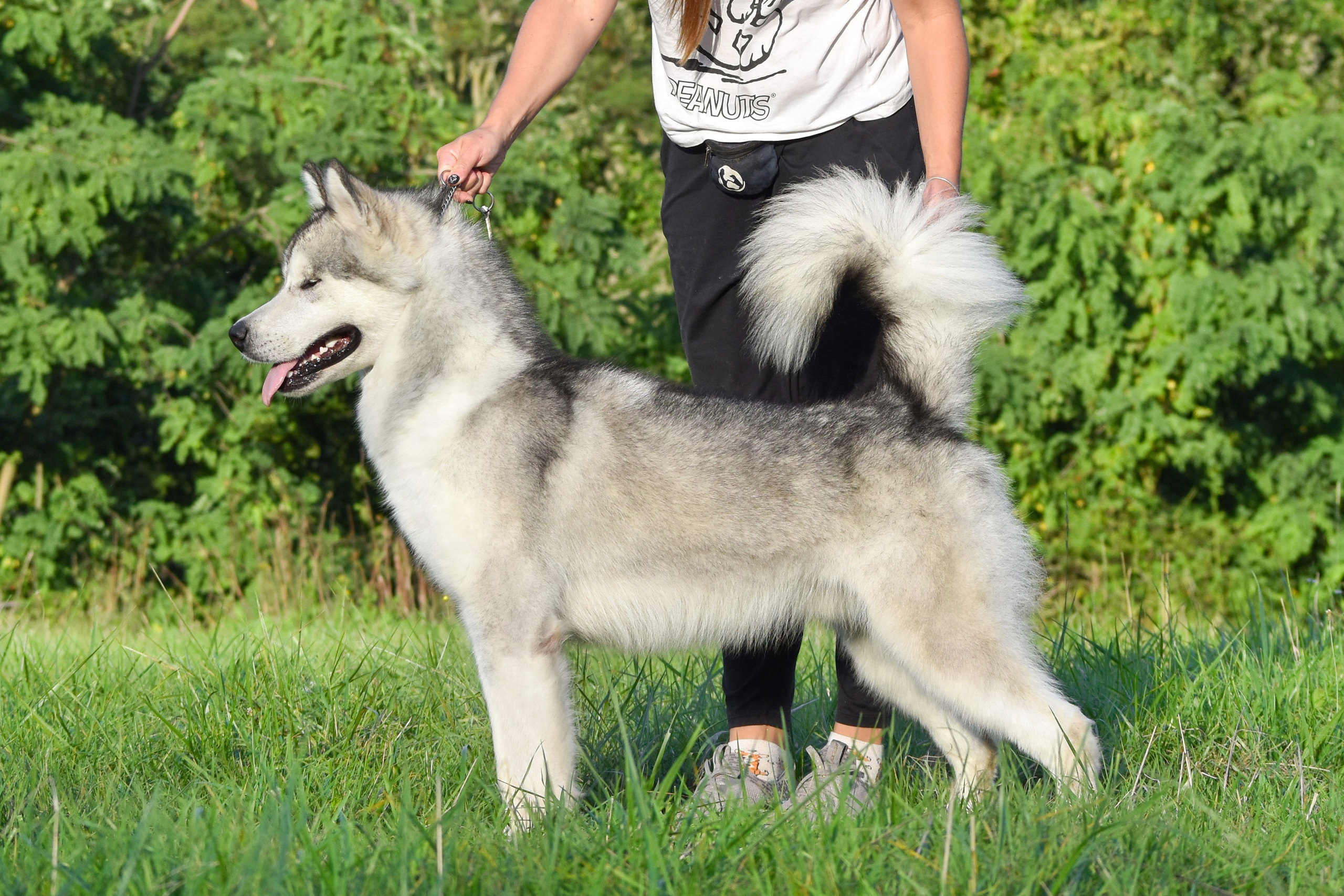 AVENTURAS EN ALASKA GRIZZLY BEAR. AVENTURAS EN ALASKA — питомник Аляскинских маламутов в Украине