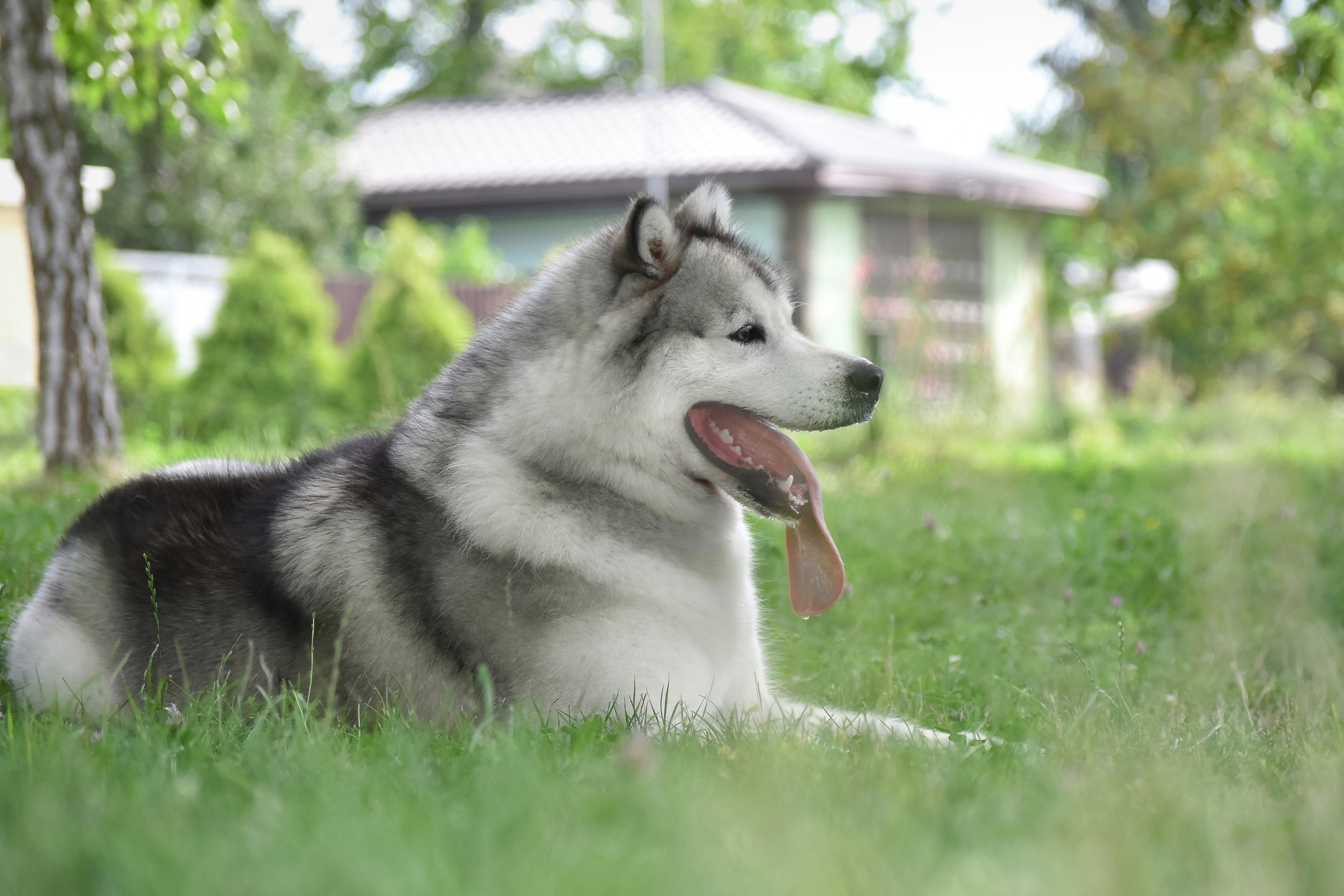 JAGA-JAGA VASILYEV OSTROV. AVENTURAS EN ALASKA — питомник Аляскинских маламутов в Украине