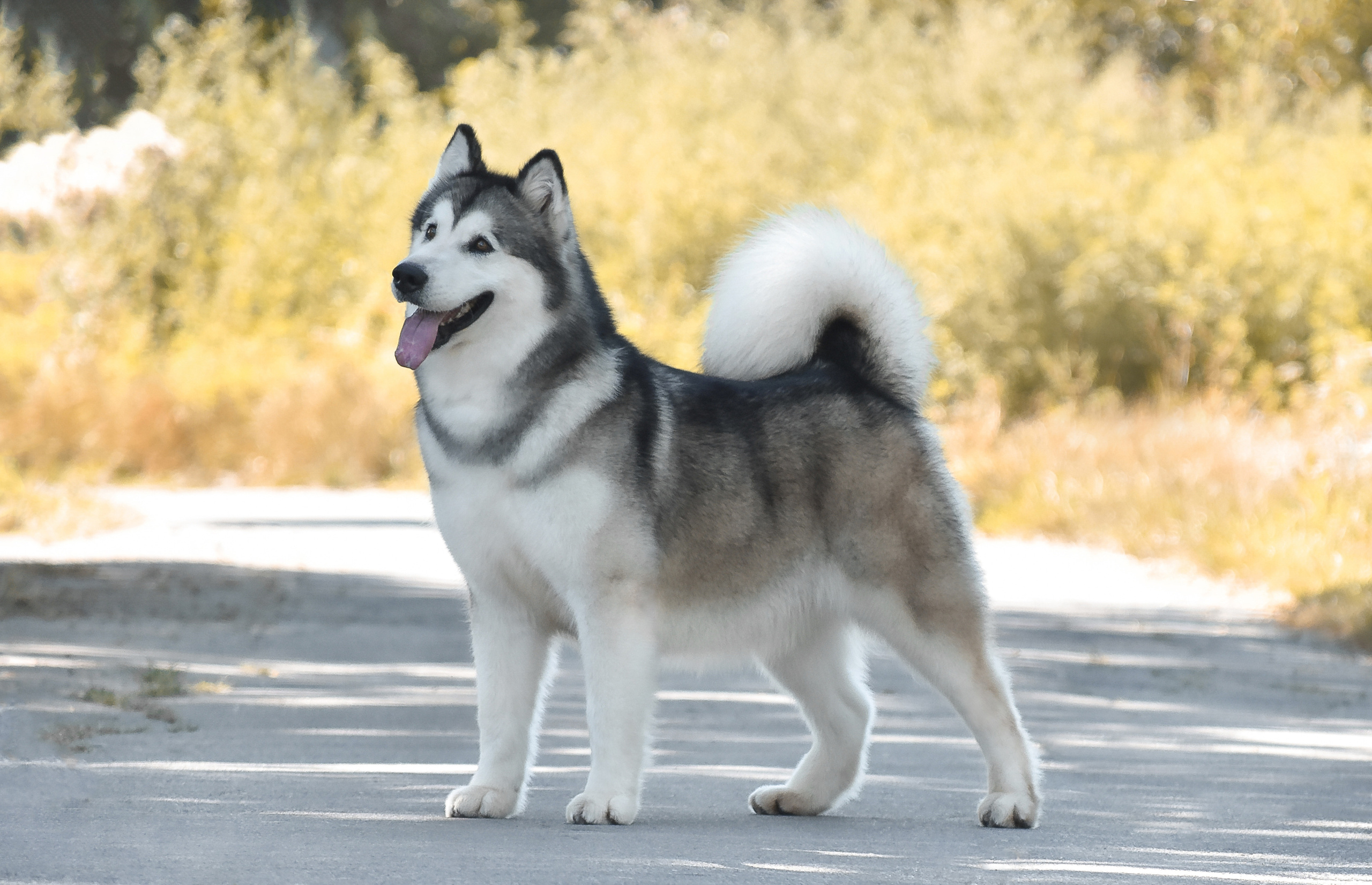 KIMBERLY BEAUTY VASILYEV OSTROV. AVENTURAS EN ALASKA — питомник Аляскинских маламутов в Украине