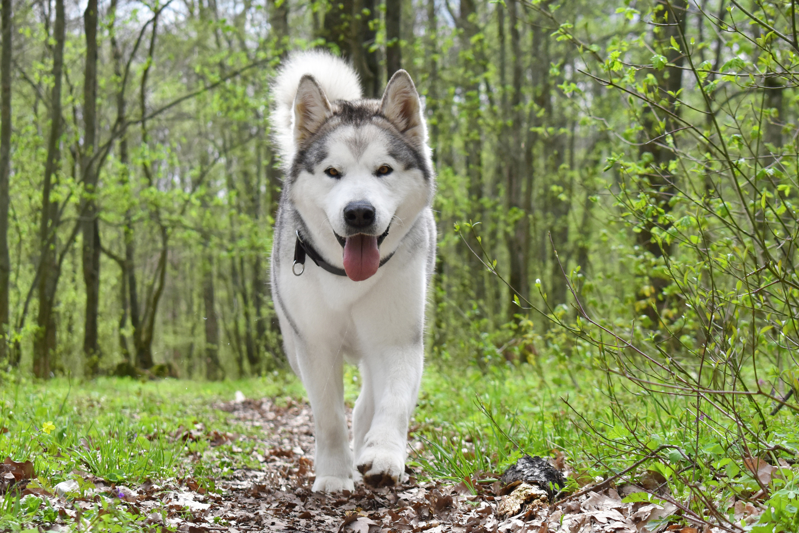 AVENTURAS EN ALASKA BURBERRY. AVENTURAS EN ALASKA — питомник Аляскинских маламутов в Украине