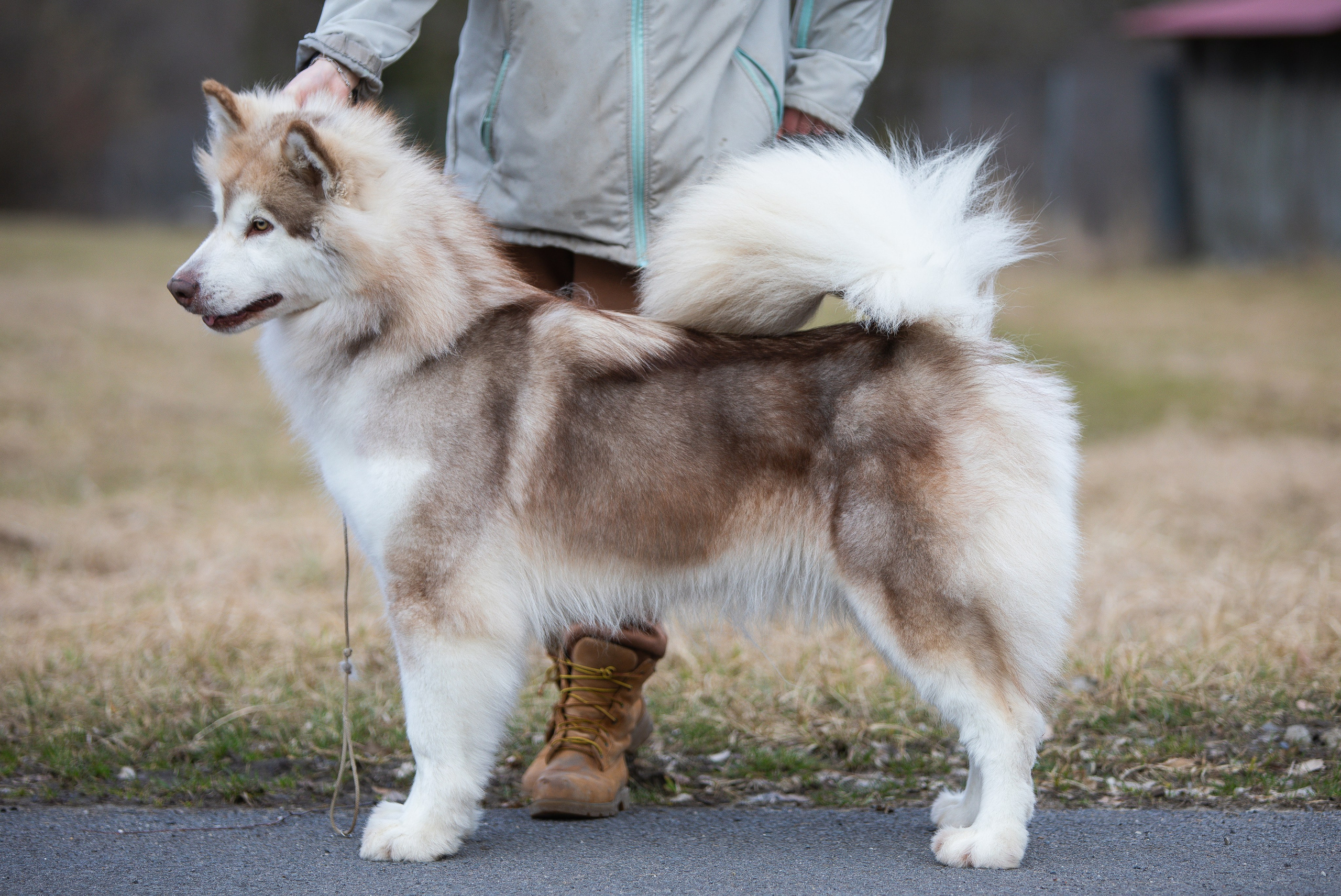 AURORA Z BRUCH DREAM. AVENTURAS EN ALASKA — питомник Аляскинских маламутов в Украине