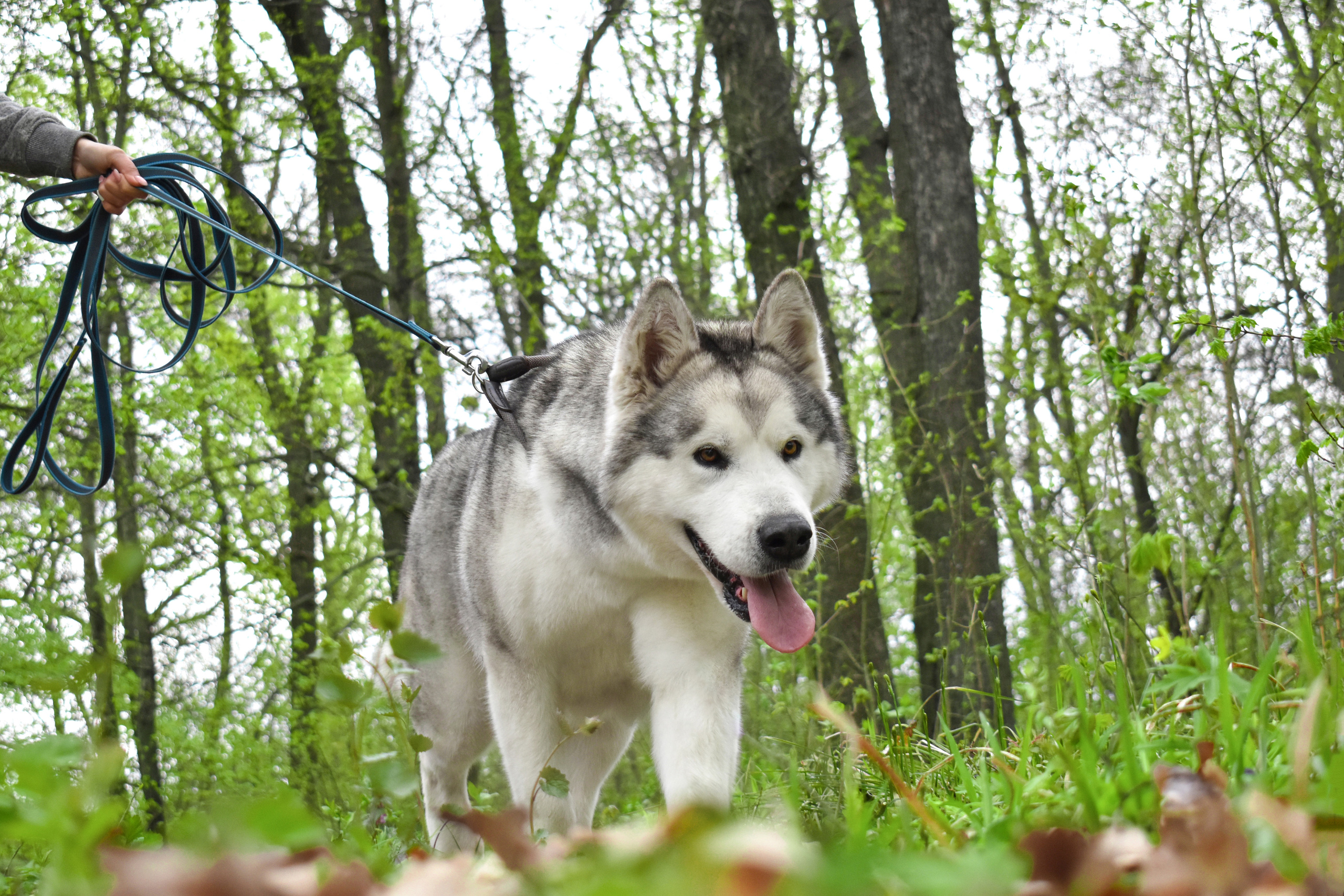 AVENTURAS EN ALASKA BURBERRY. AVENTURAS EN ALASKA — питомник Аляскинских маламутов в Украине