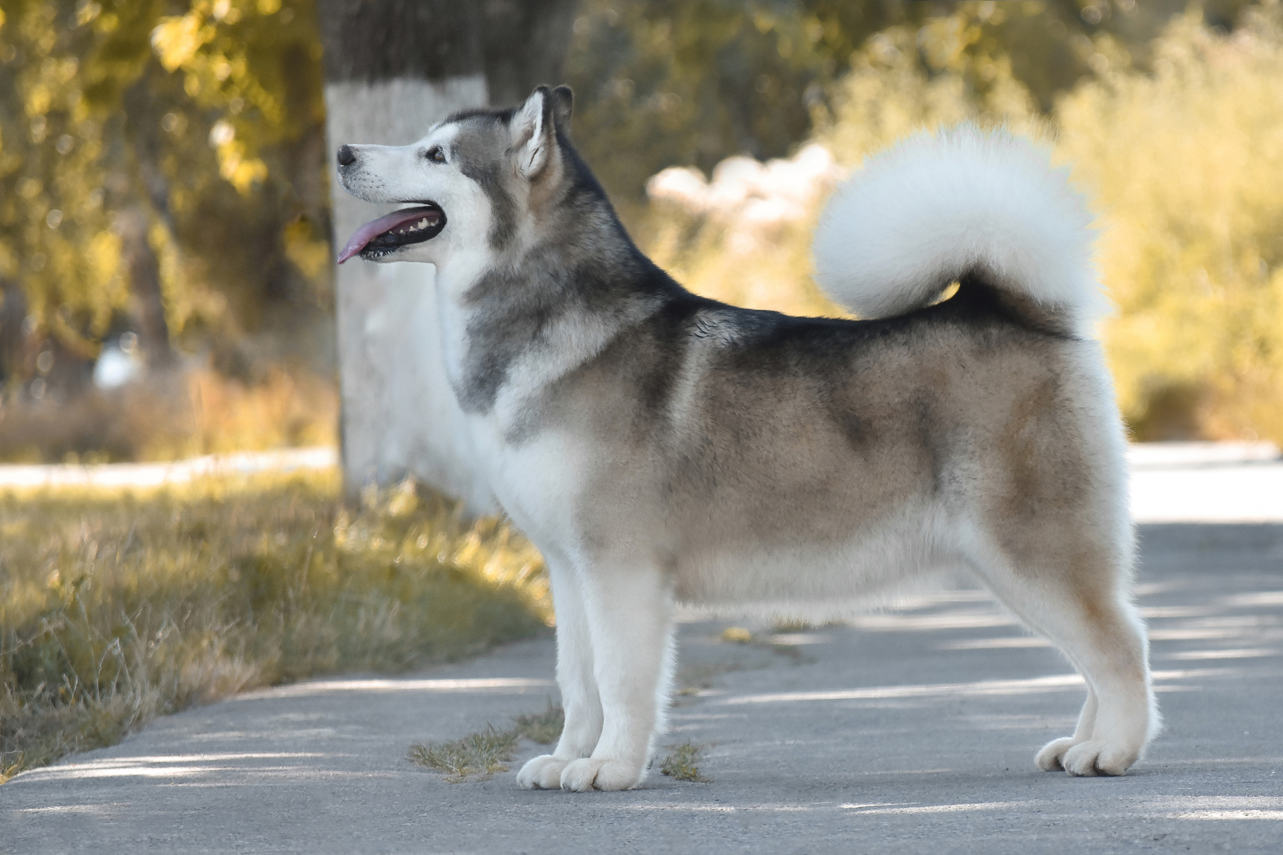 KIMBERLY BEAUTY VASILYEV OSTROV. AVENTURAS EN ALASKA — питомник Аляскинских маламутов в Украине