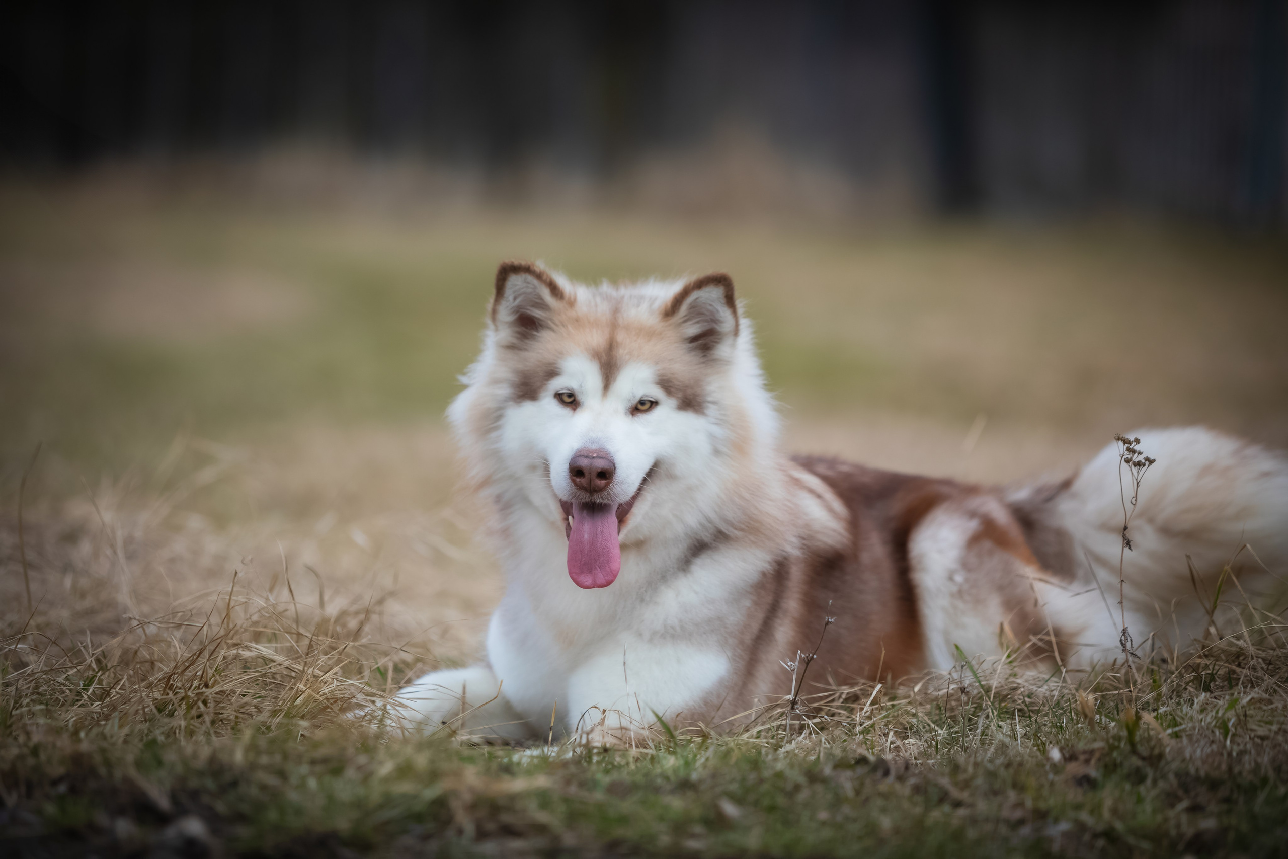 AURORA Z BRUCH DREAM. AVENTURAS EN ALASKA — питомник Аляскинских маламутов в Украине