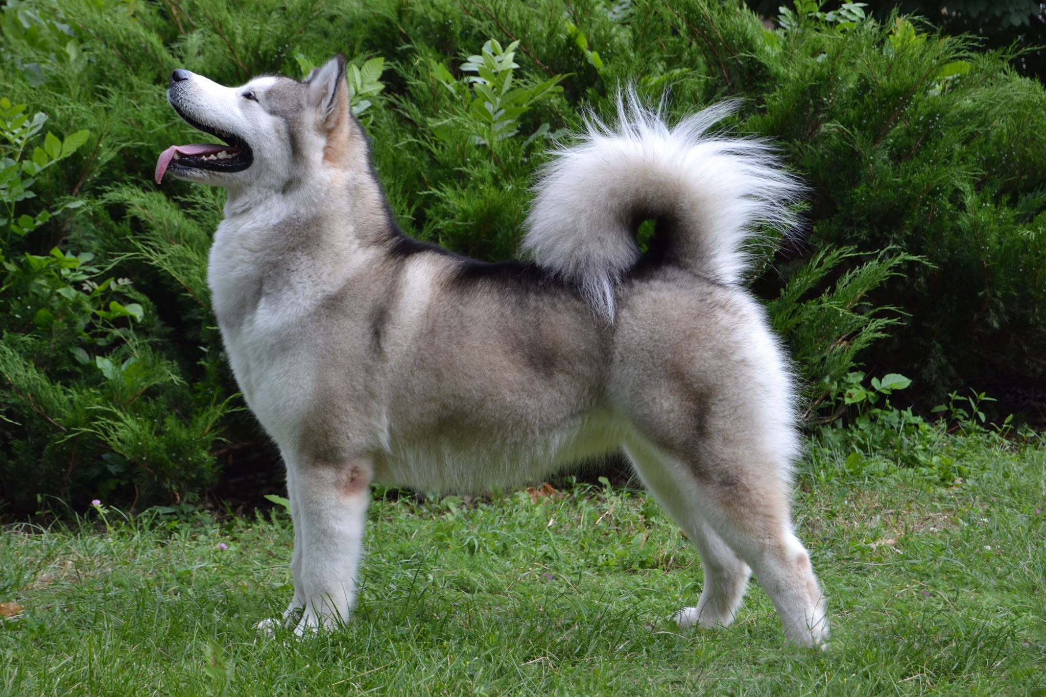 JAGA-JAGA VASILYEV OSTROV. AVENTURAS EN ALASKA — питомник Аляскинских маламутов в Украине