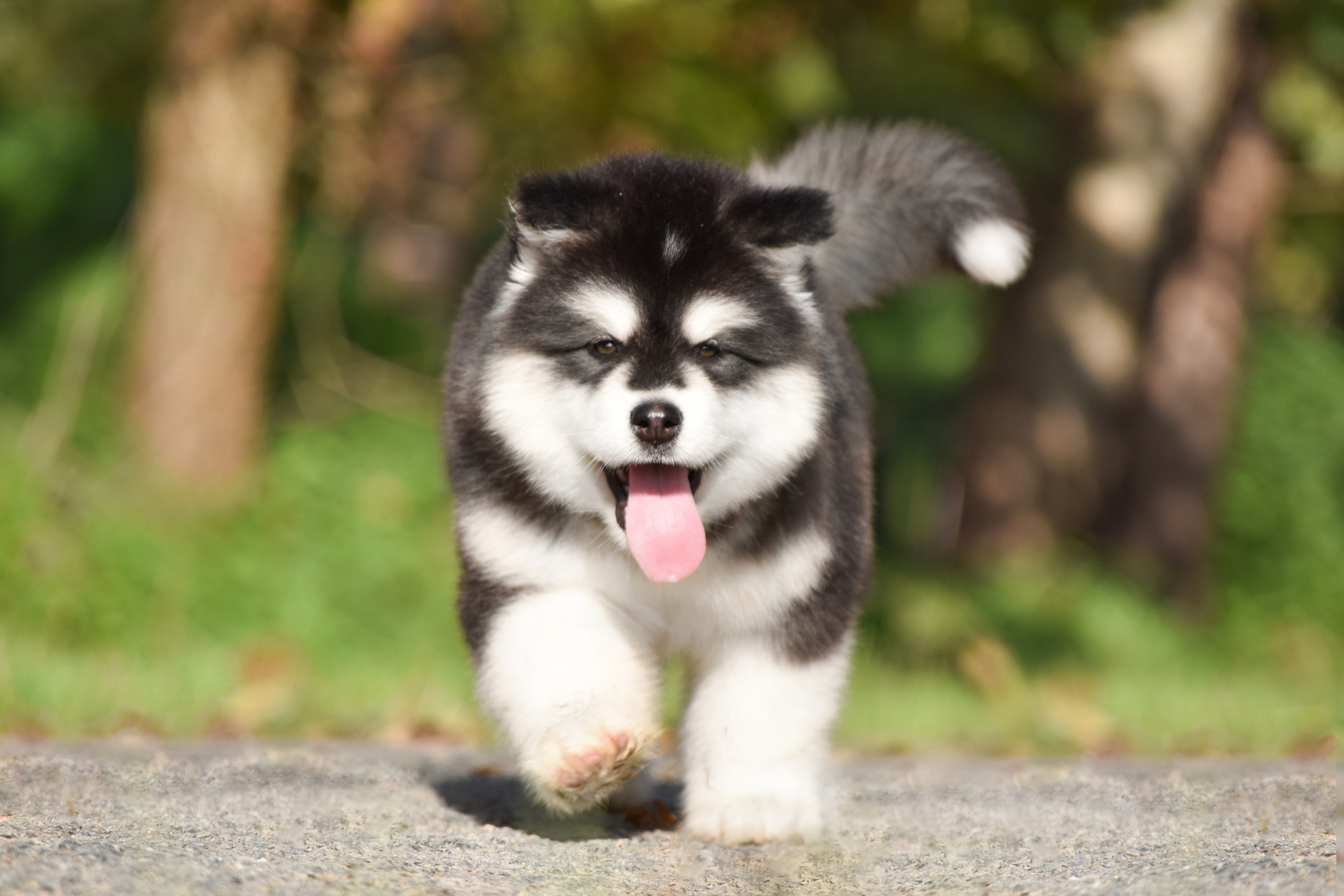 AVENTURAS EN ALASKA FAITH. AVENTURAS EN ALASKA — питомник Аляскинских маламутов в Украине