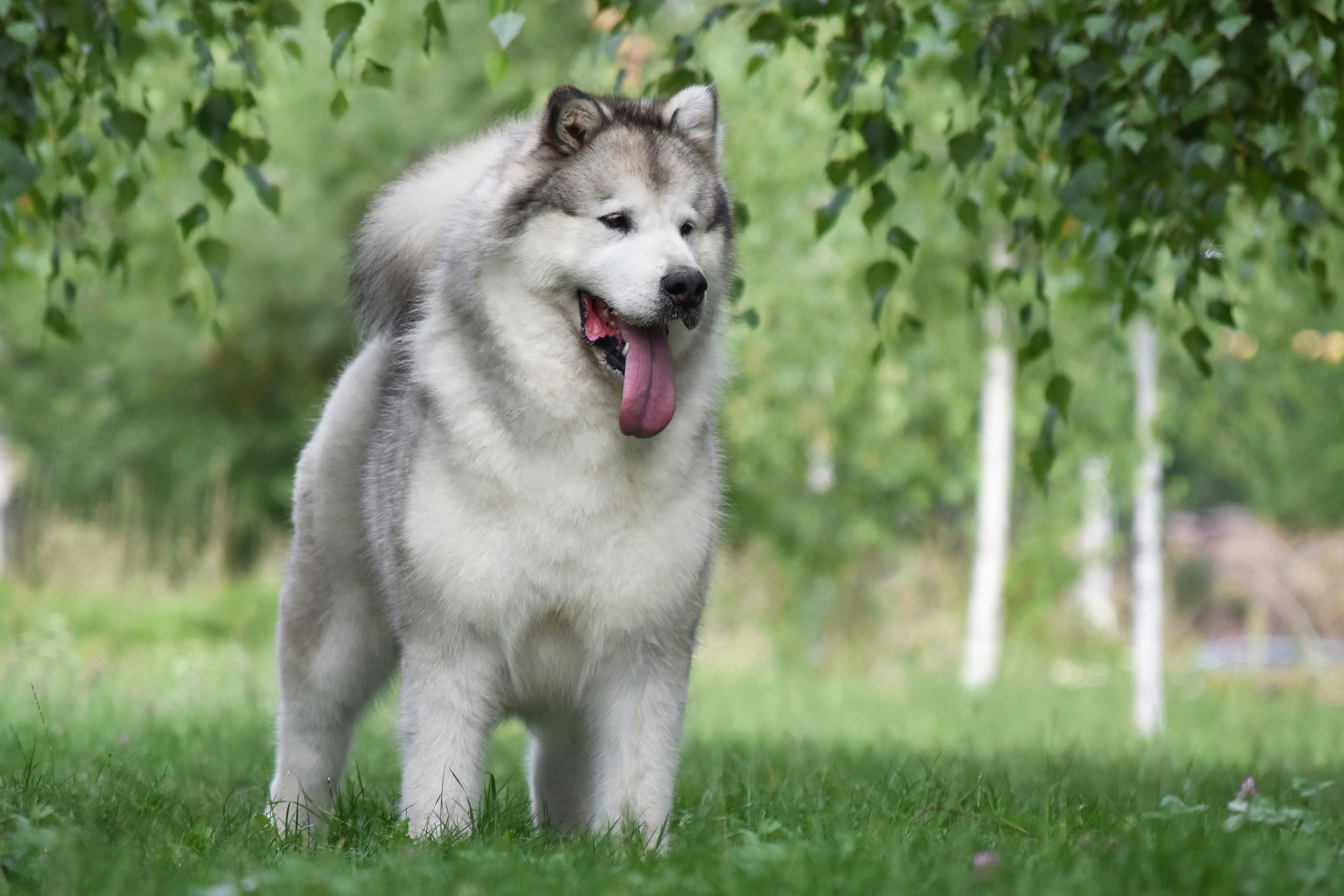 JAGA-JAGA VASILYEV OSTROV. AVENTURAS EN ALASKA — питомник Аляскинских маламутов в Украине