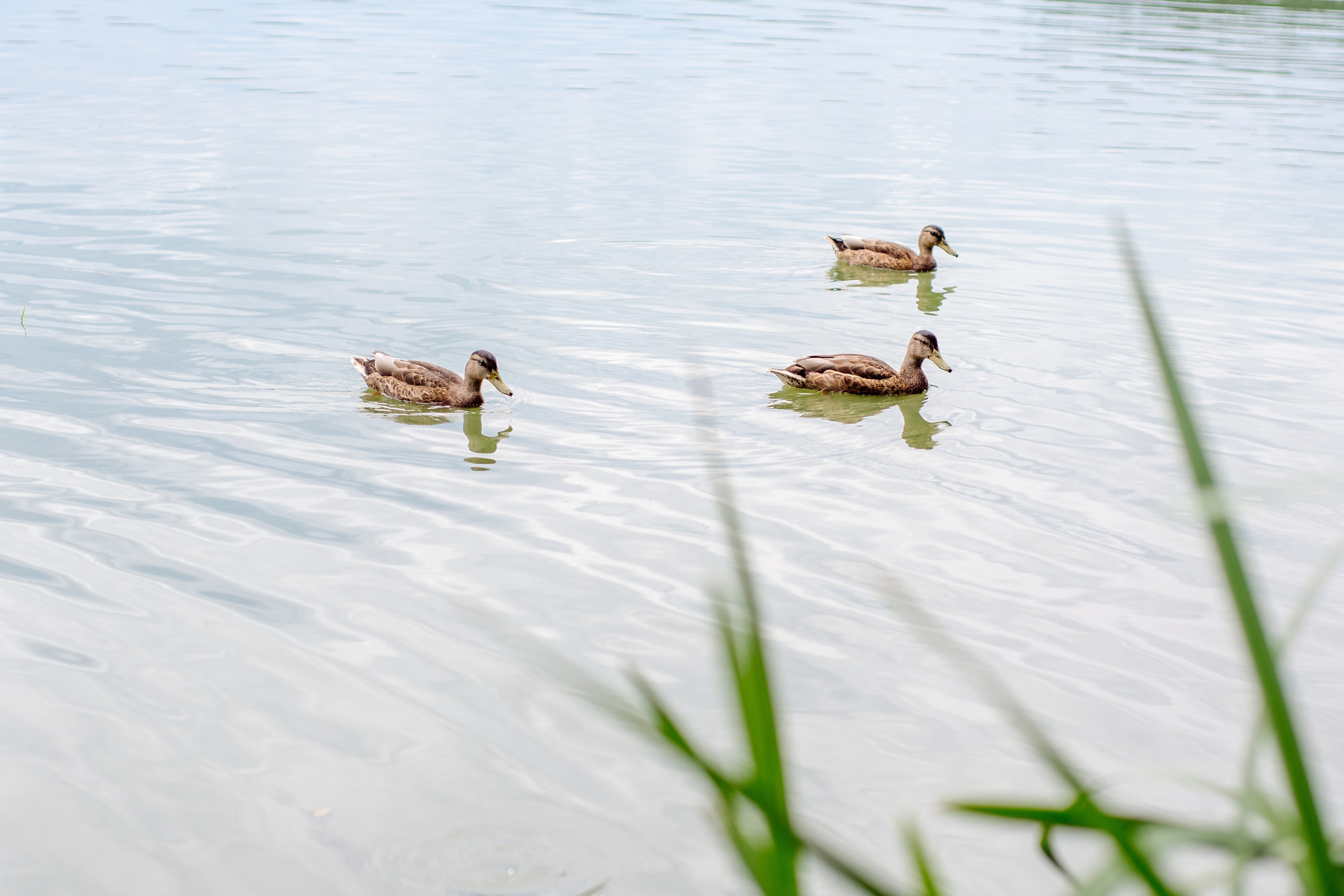 Весела рибалка. Фотограф новонароджених (newborn) та материнства у Житомирі Анна Якимчук