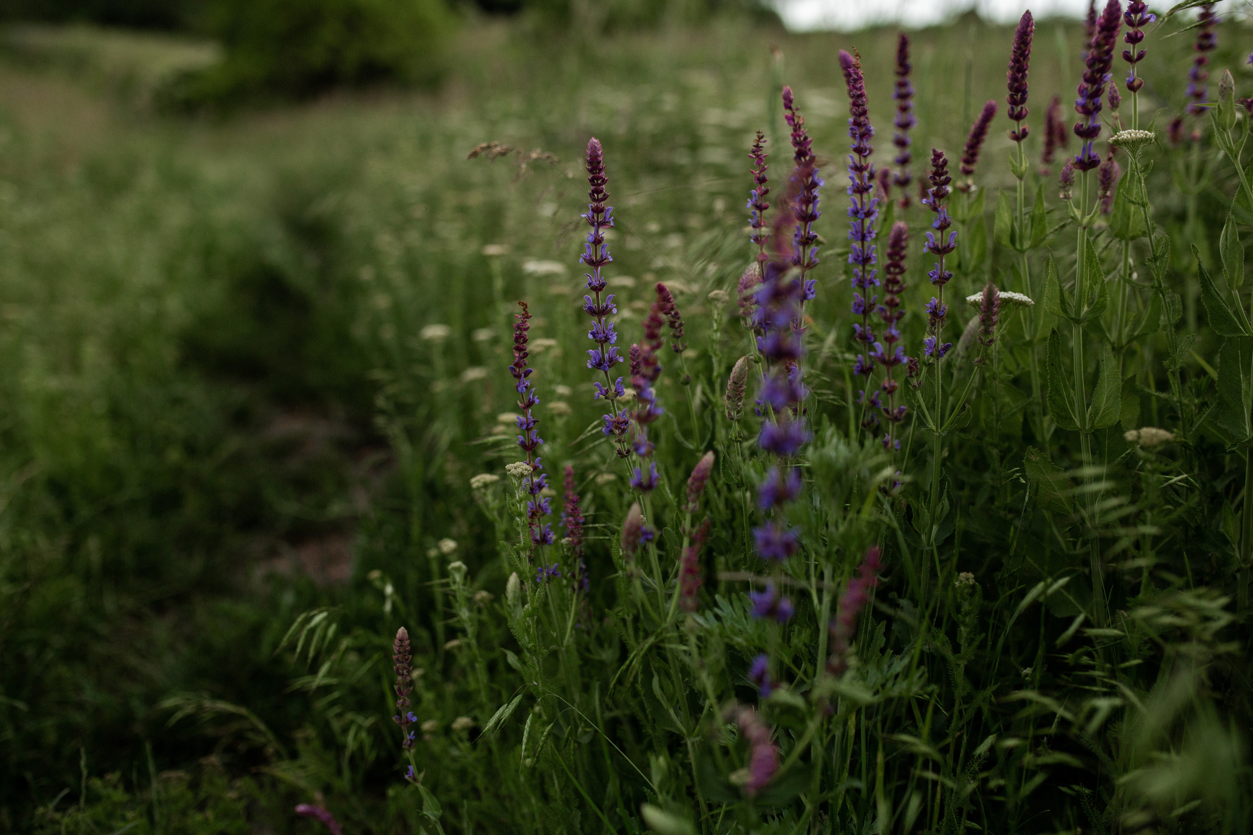 Alona&Maksim. Фотограф Ольга Вороніщева