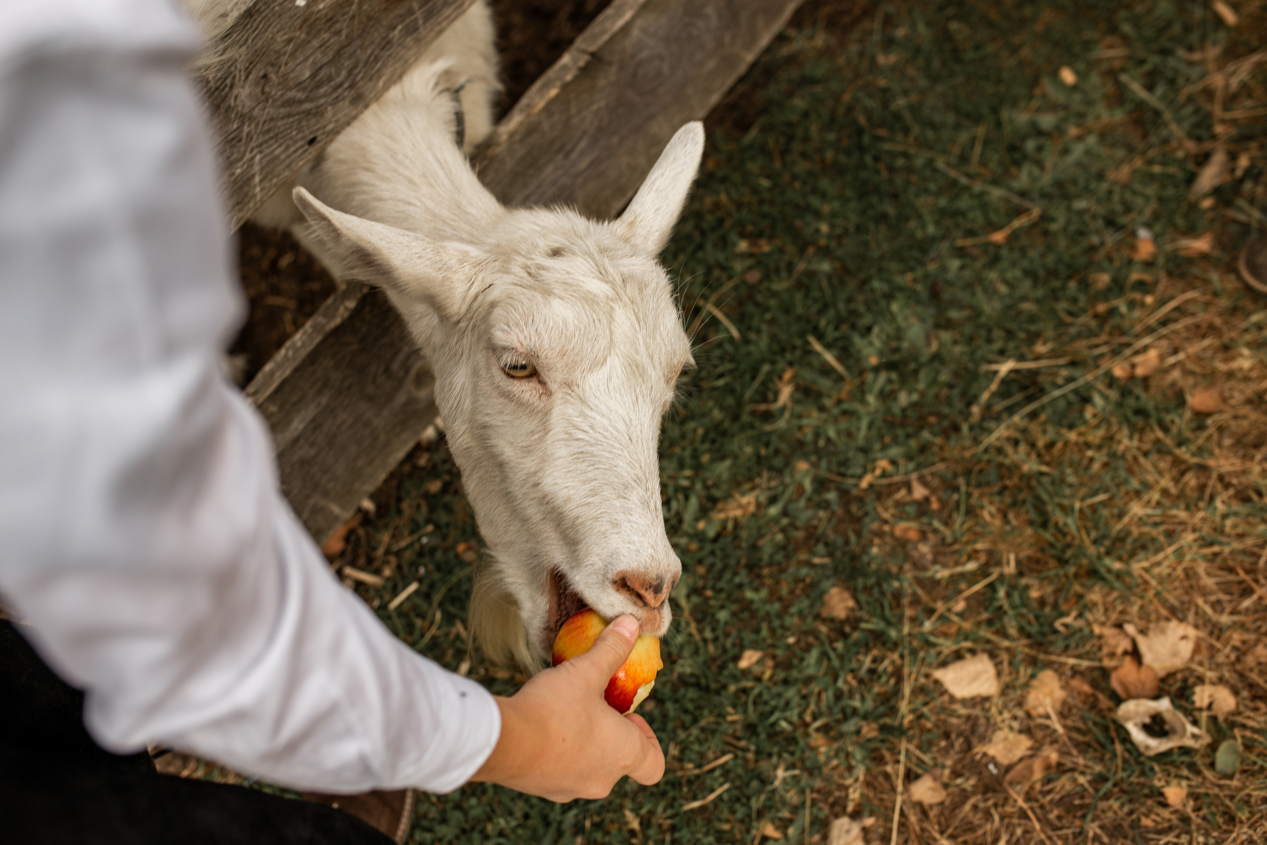 Autumn story. Фотограф Ольга Вороніщева