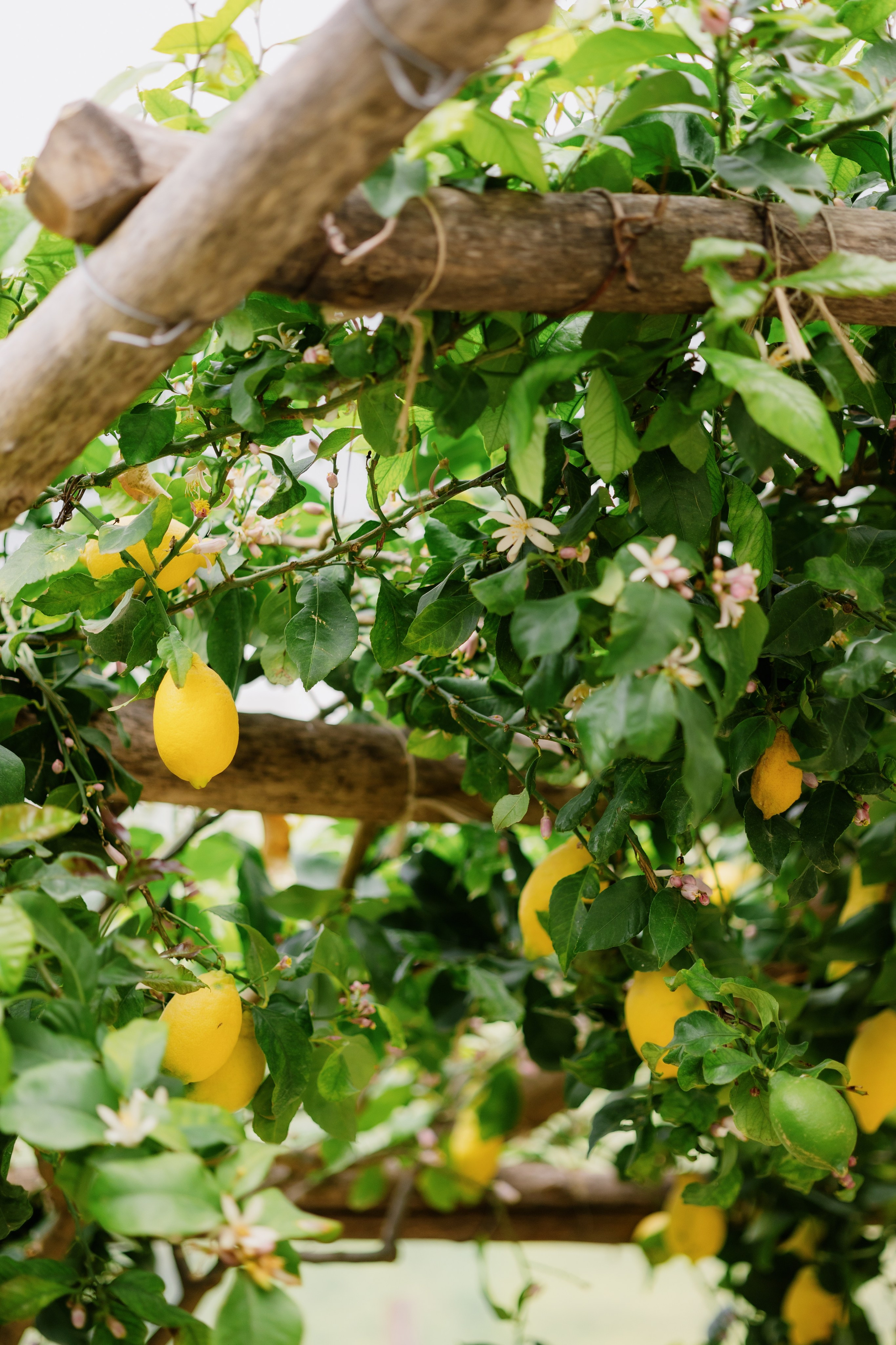 John & Lade (Italy). Wedding photographer Elvira Brovdi