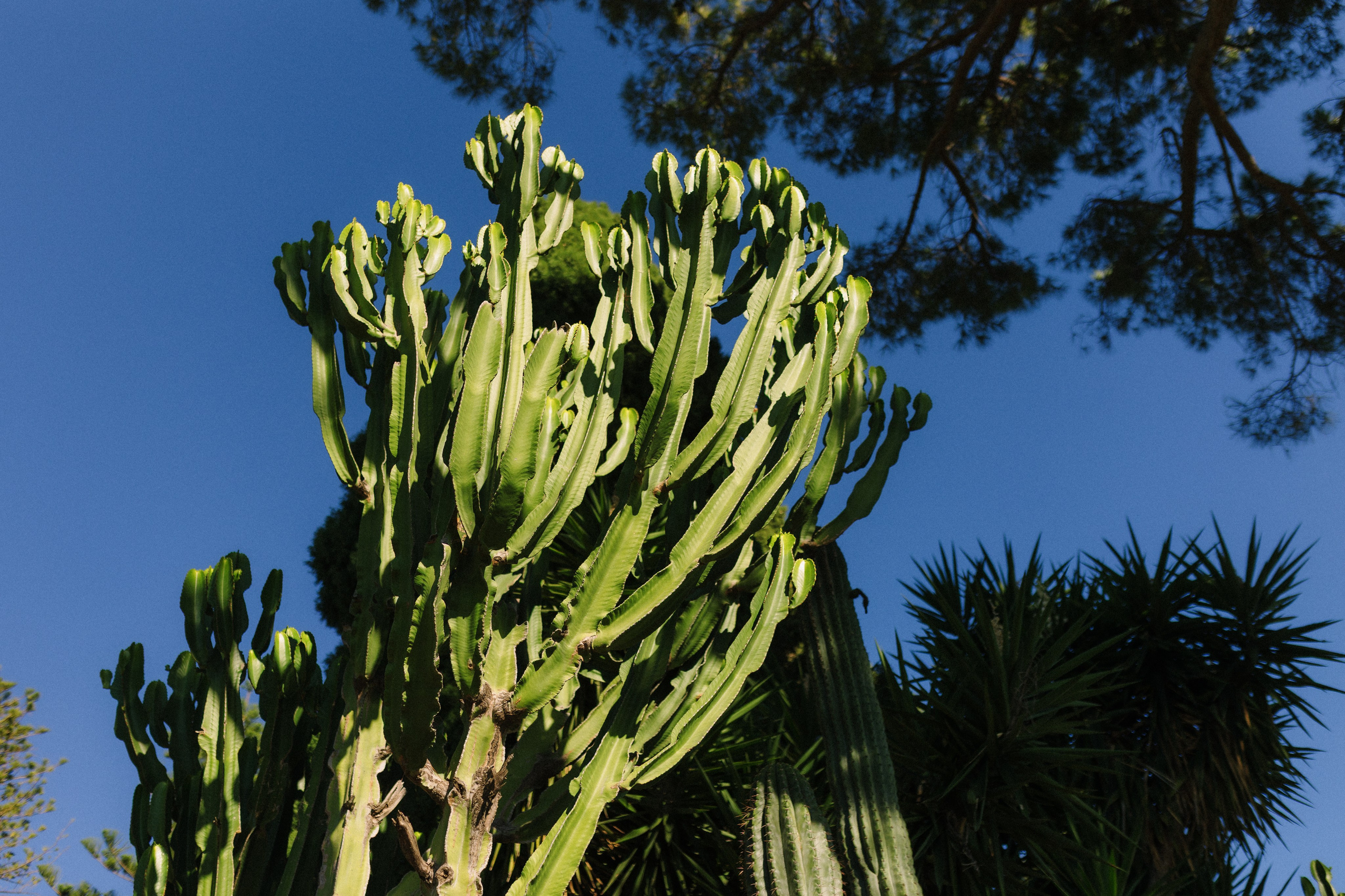 Claudio & Iryna. Wedding photographer Elvira Brovdi