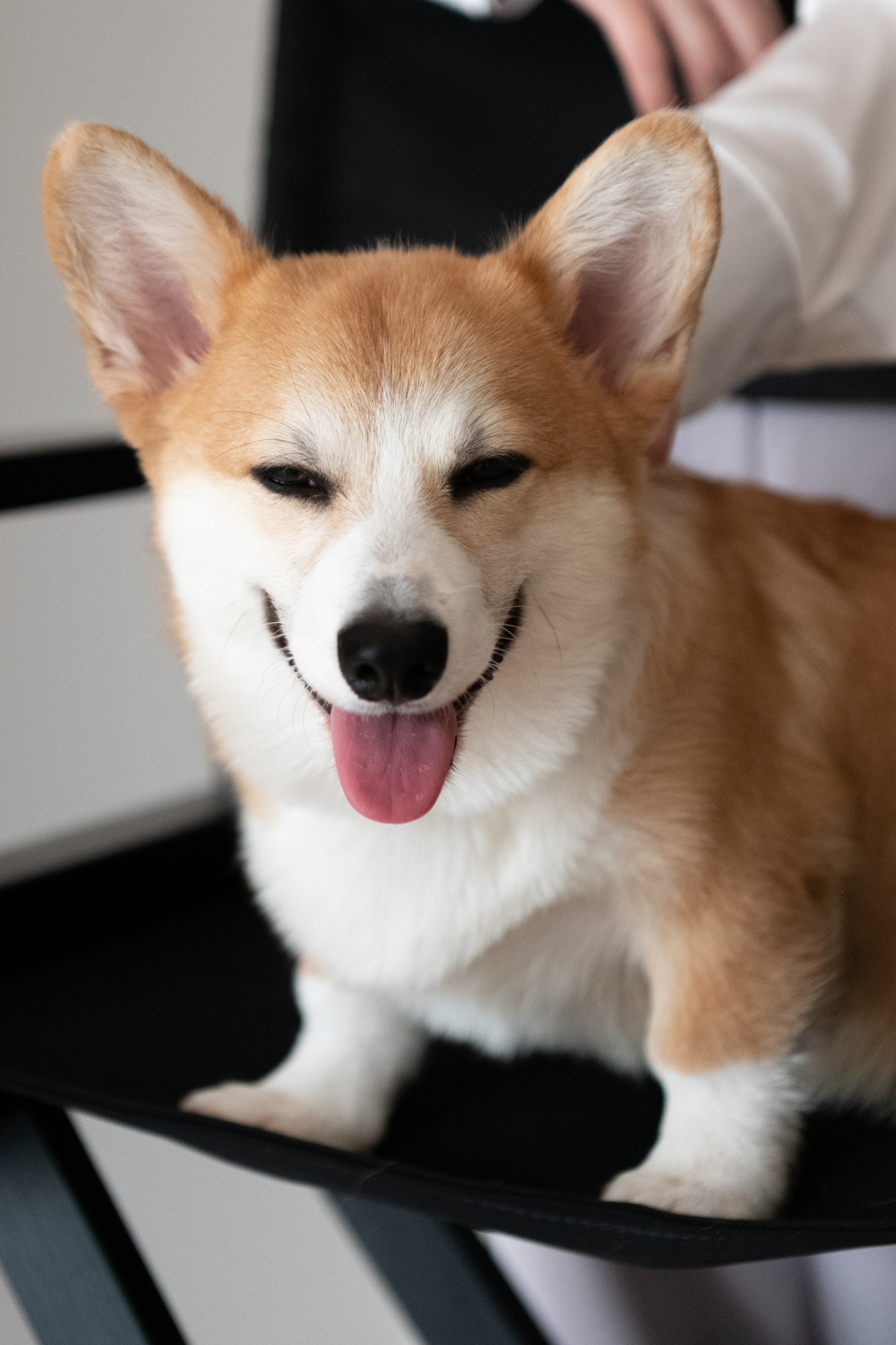 Коргі. Репортажний та сімейний фотограф Дар’я Хорошавцева