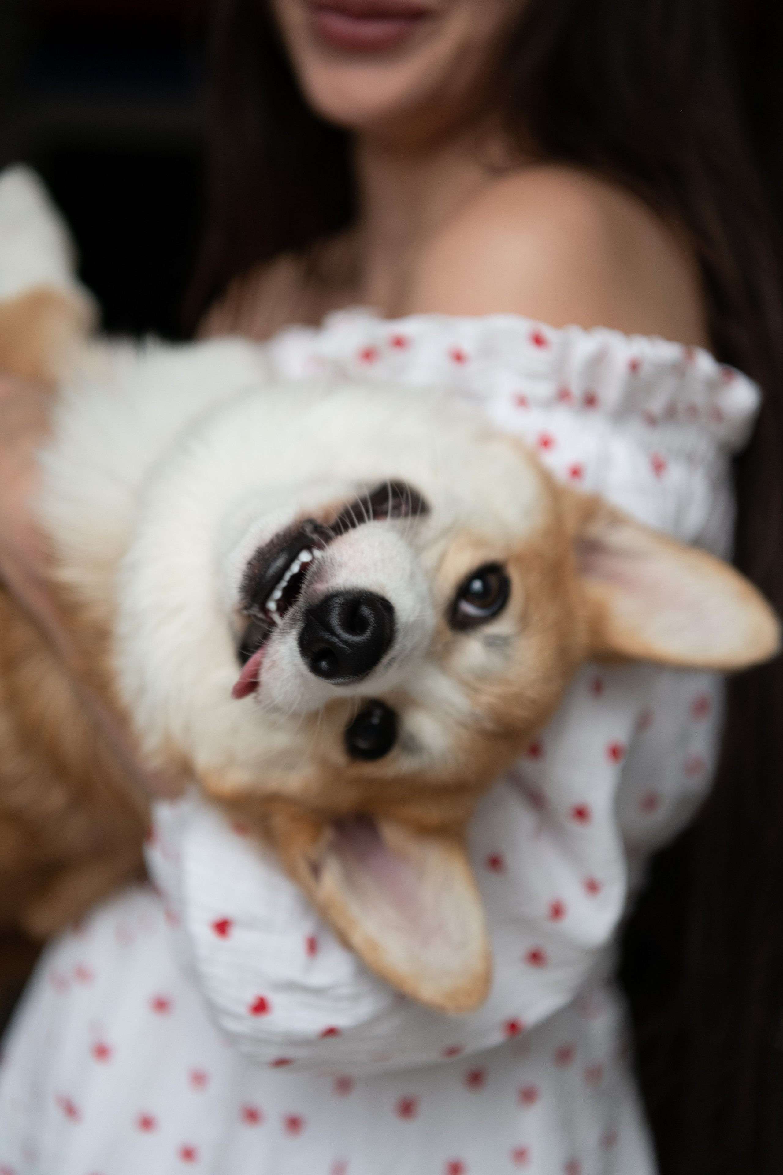 Коргі. Репортажний та сімейний фотограф Дар’я Хорошавцева