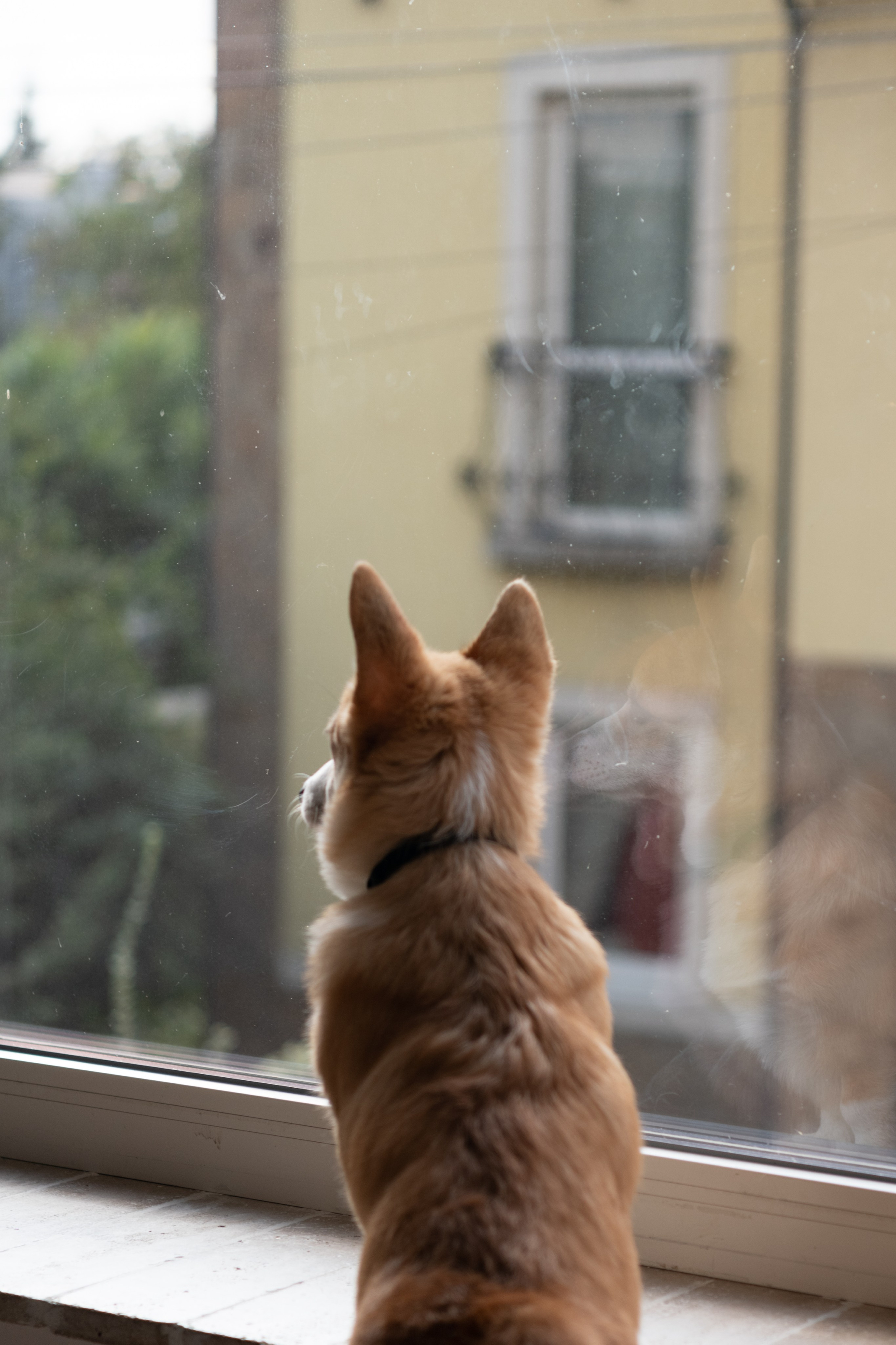 Коргі. Репортажний та сімейний фотограф Дар’я Хорошавцева