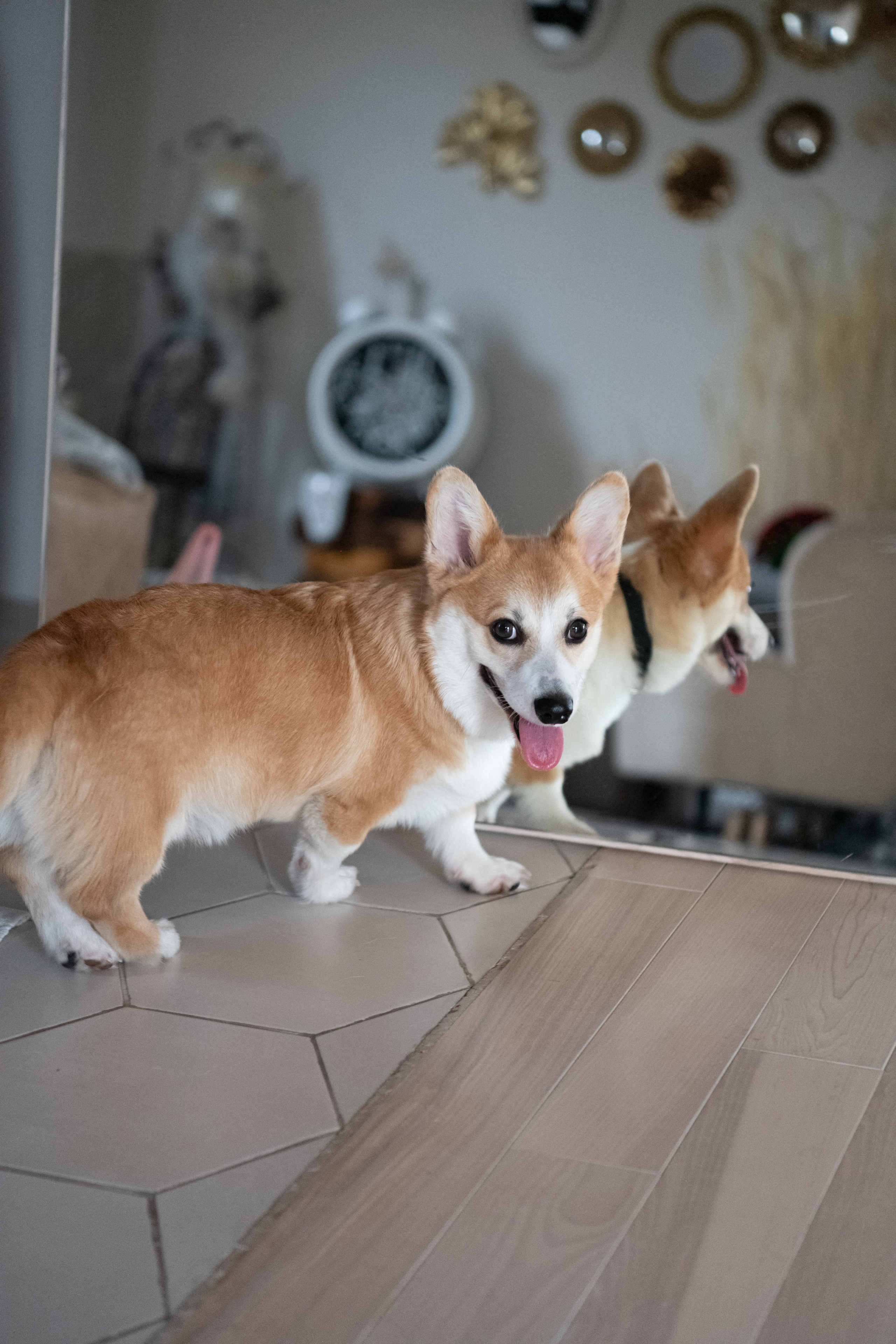 Коргі. Репортажний та сімейний фотограф Дар’я Хорошавцева