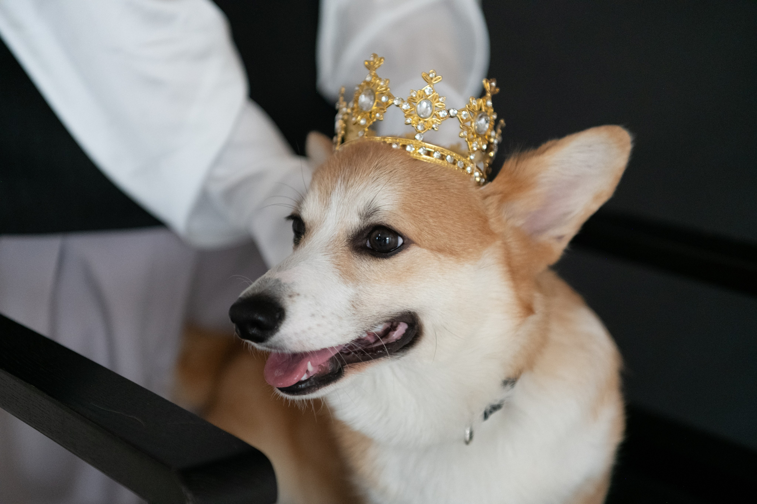 Коргі. Репортажний та сімейний фотограф Дар’я Хорошавцева