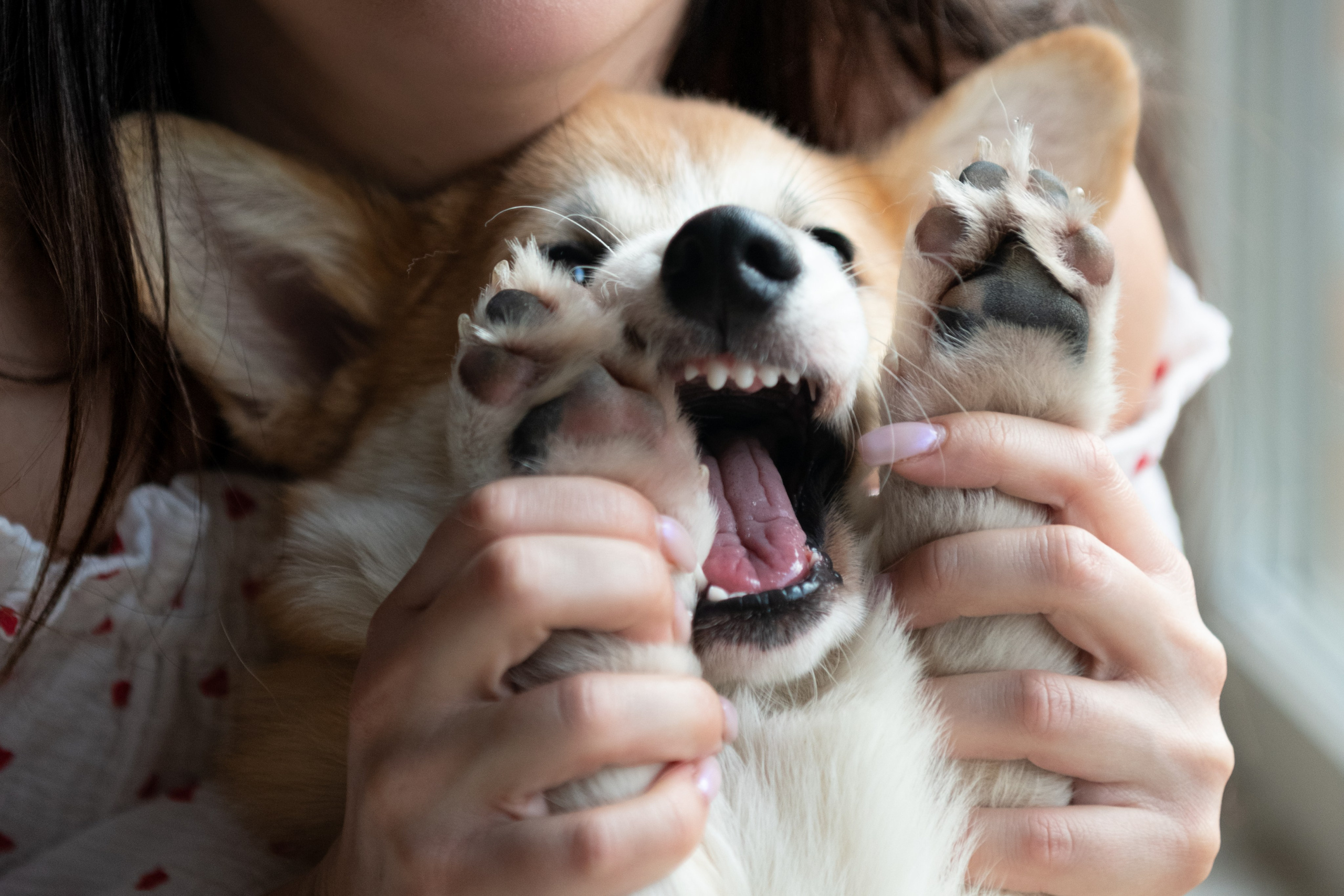 Коргі. Репортажний та сімейний фотограф Дар’я Хорошавцева