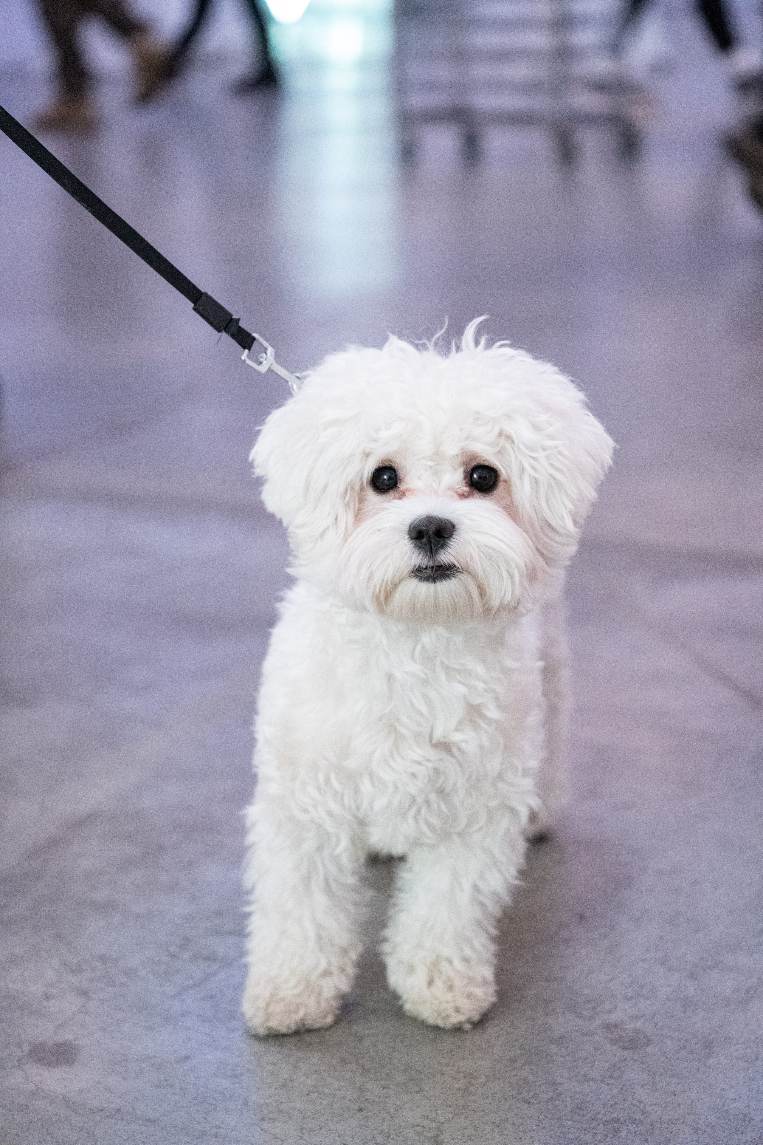 XIII Форум розвитку громадянського суспільства «ВиСтоїмо"Репортаж. Репортажний та сімейний фотограф Дар’я Хорошавцева