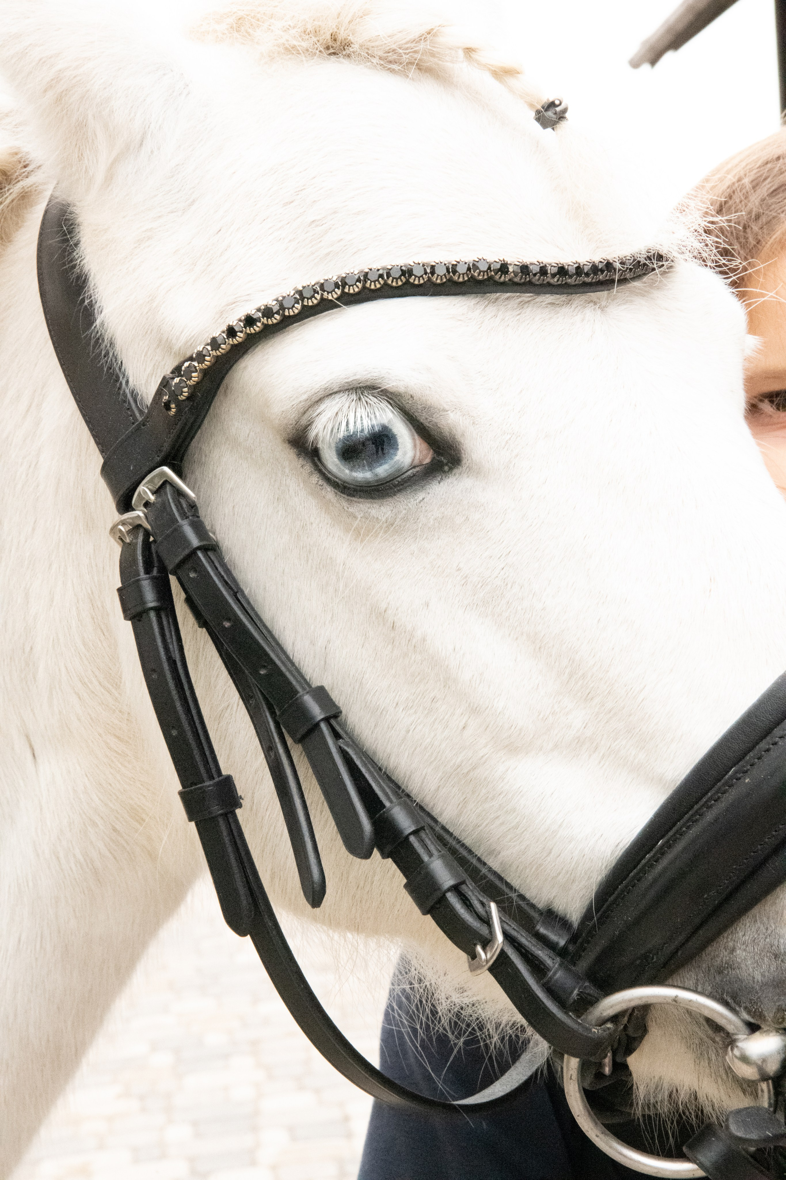 Стефанія. Кінний клуб Balaton. Репортажний та сімейний фотограф Дар’я Хорошавцева