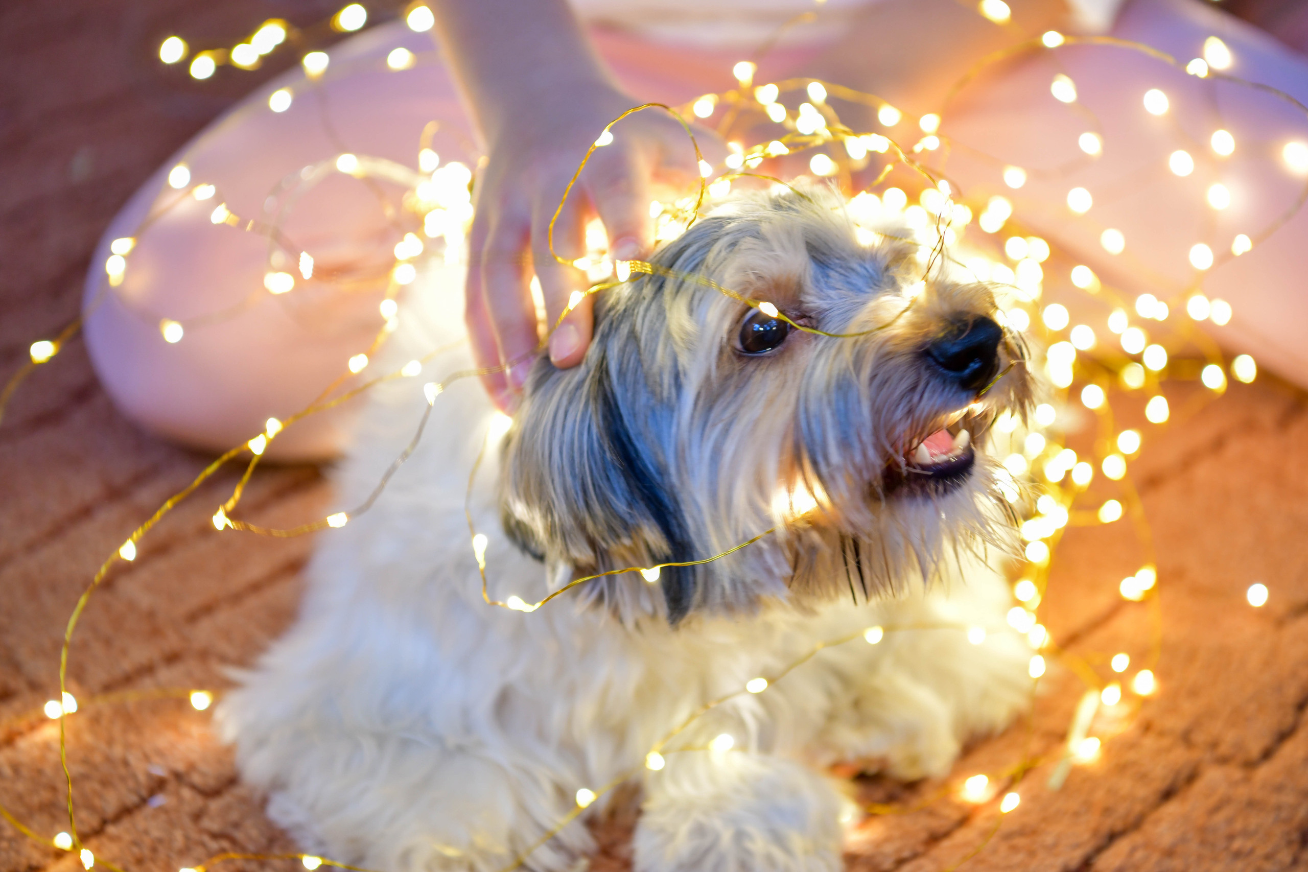 Сергій Наталья Варя Злата Підготовка до Нового року. Репортажний та сімейний фотограф Дар’я Хорошавцева