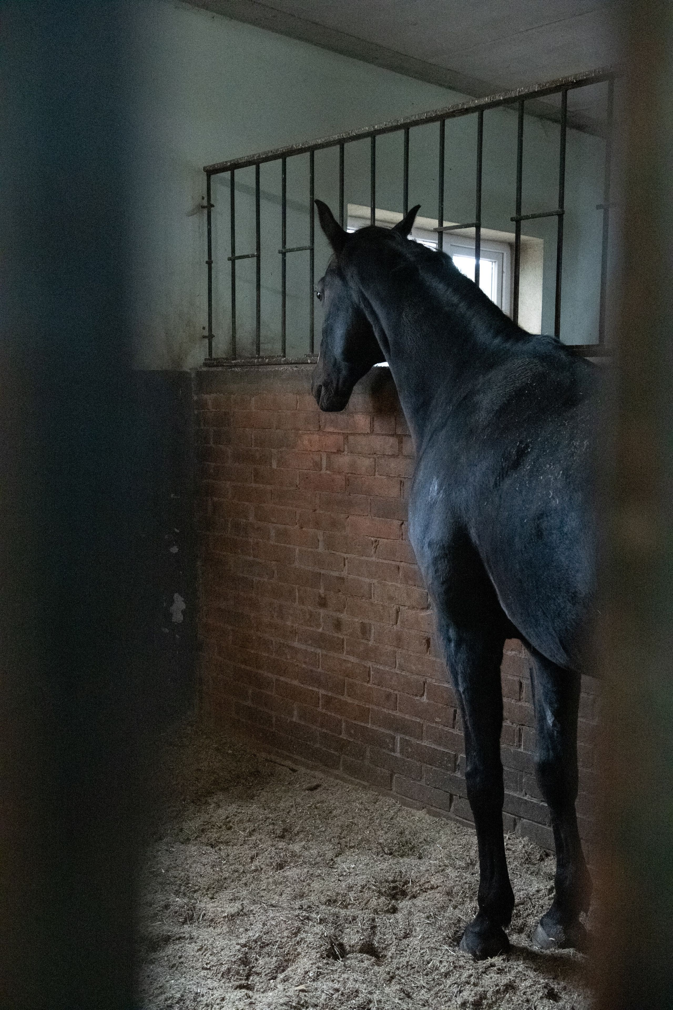 Стефанія. Кінний клуб Balaton. Репортажний та сімейний фотограф Дар’я Хорошавцева