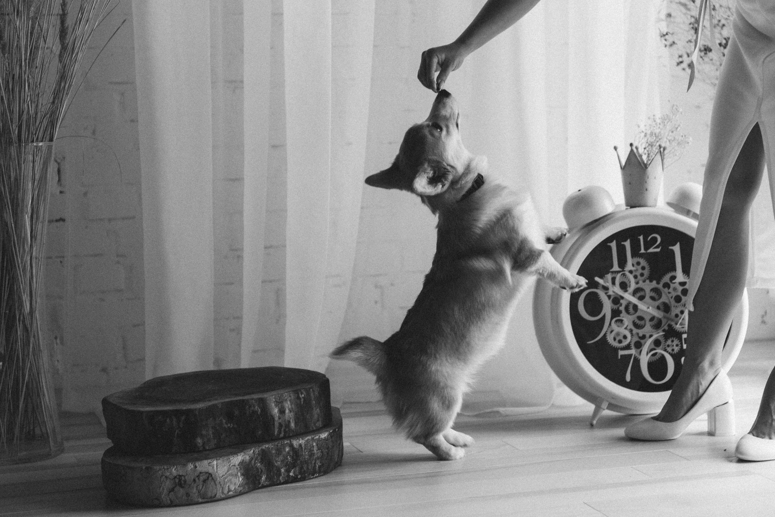 Коргі. Репортажний та сімейний фотограф Дар’я Хорошавцева