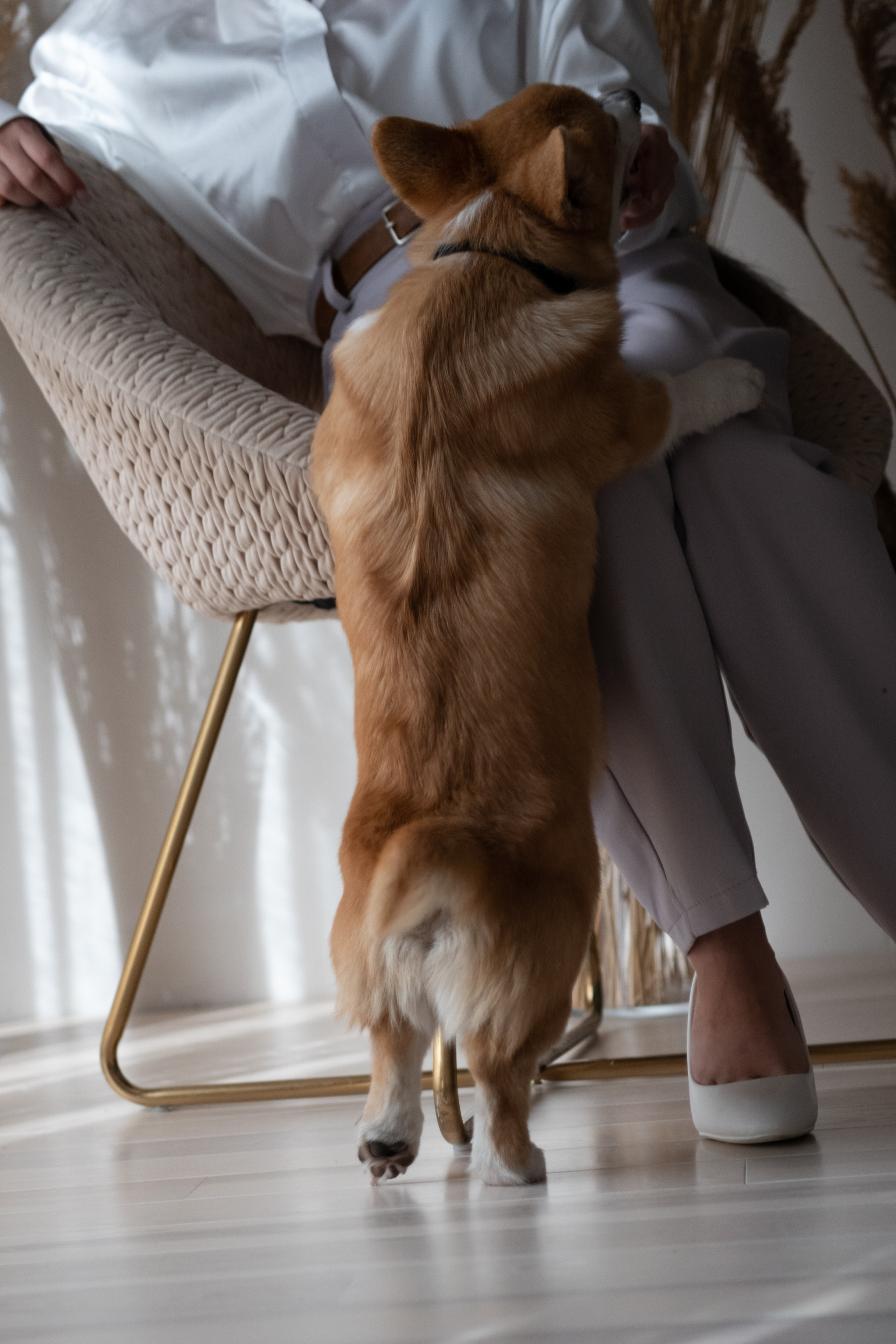 Коргі. Репортажний та сімейний фотограф Дар’я Хорошавцева