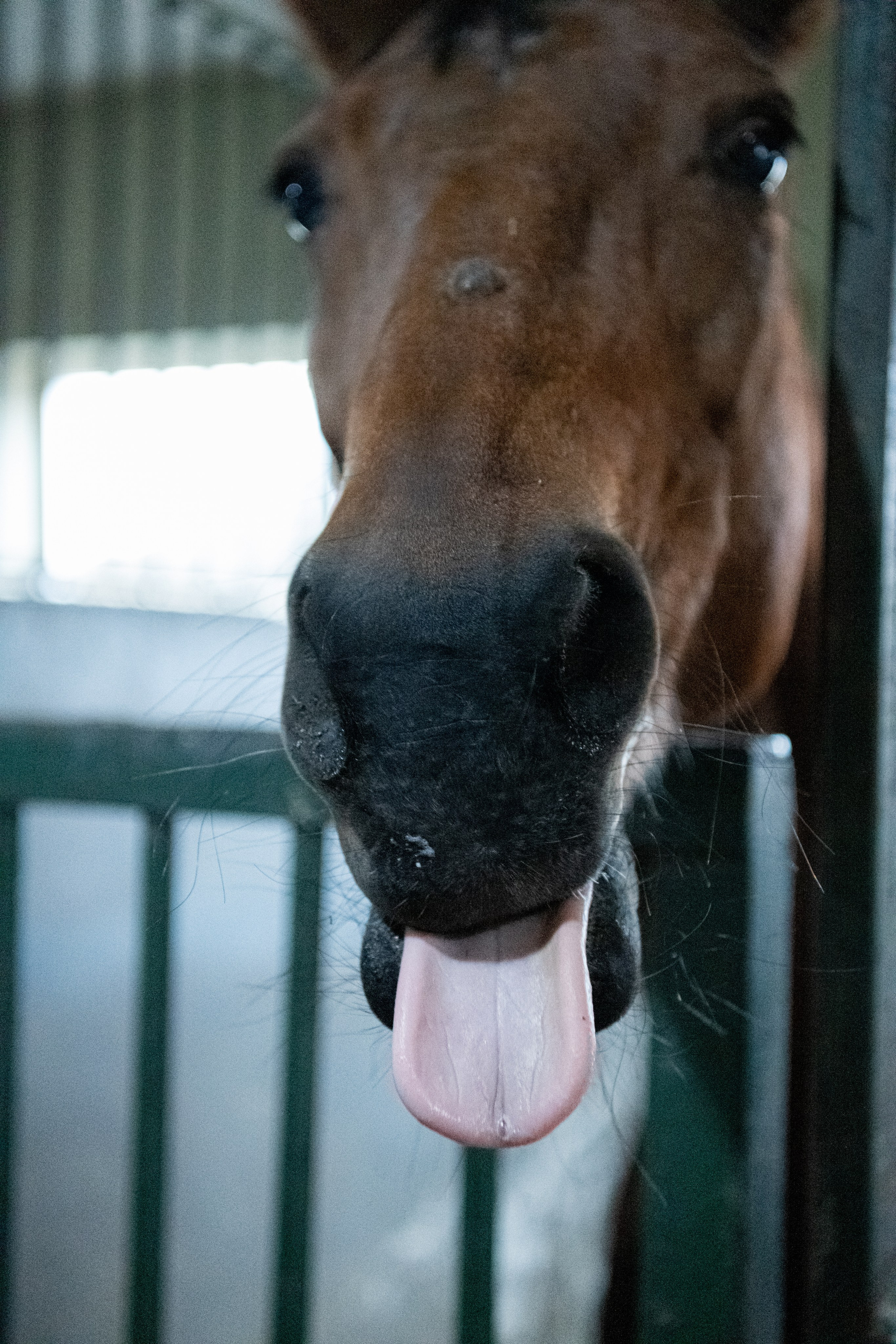Стефанія. Кінний клуб Balaton. Репортажний та сімейний фотограф Дар’я Хорошавцева