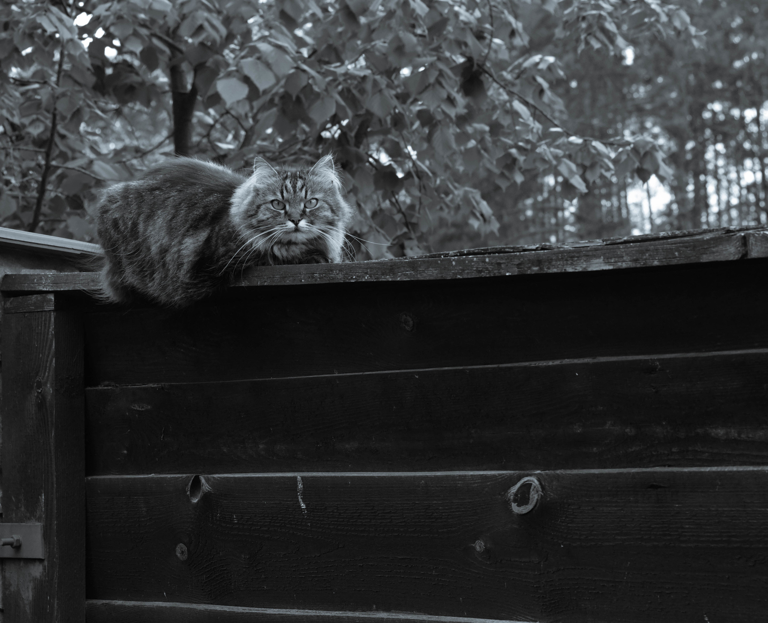 Літо в селі. Репортажний та сімейний фотограф Дар’я Хорошавцева