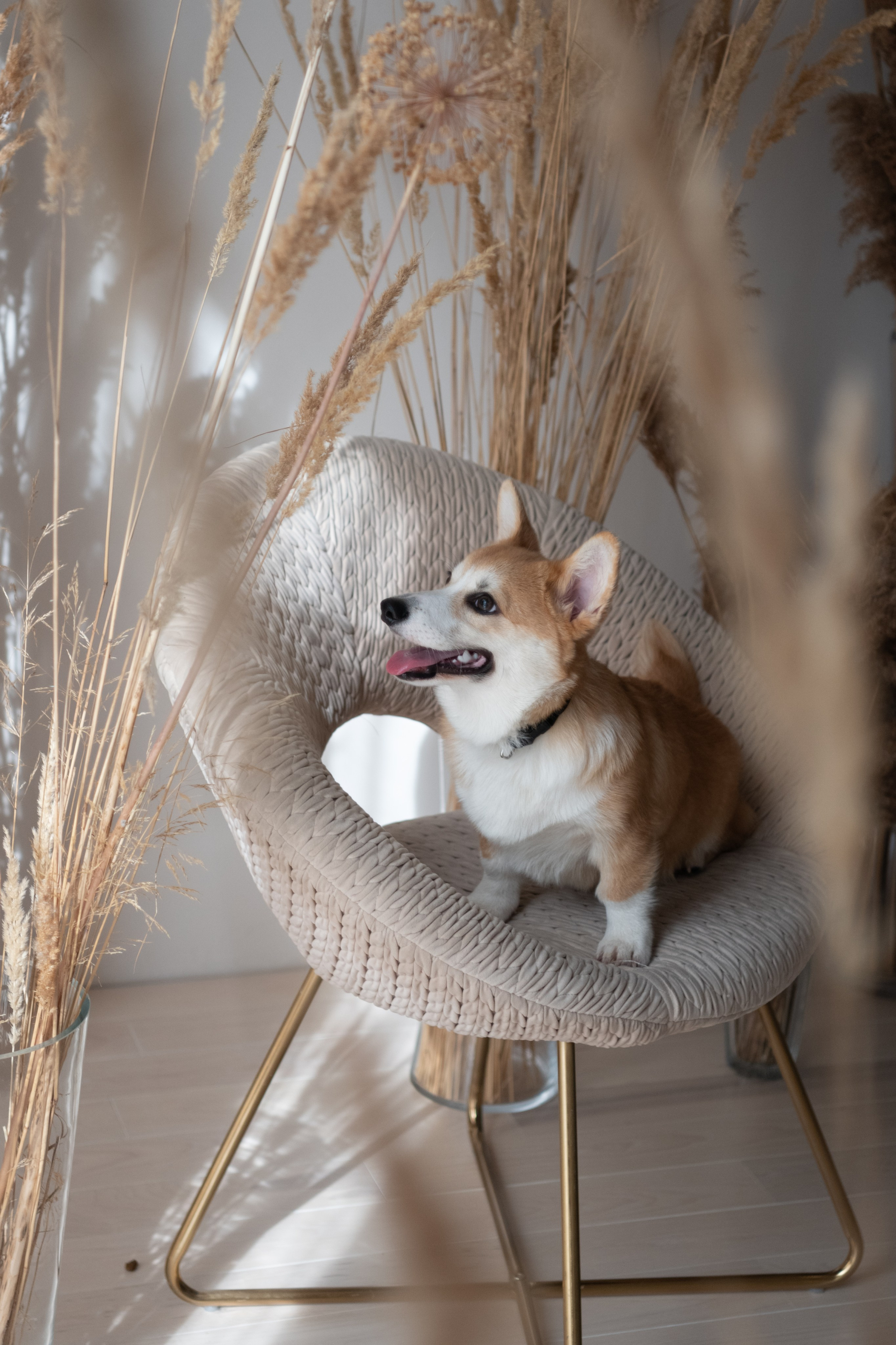 Коргі. Репортажний та сімейний фотограф Дар’я Хорошавцева