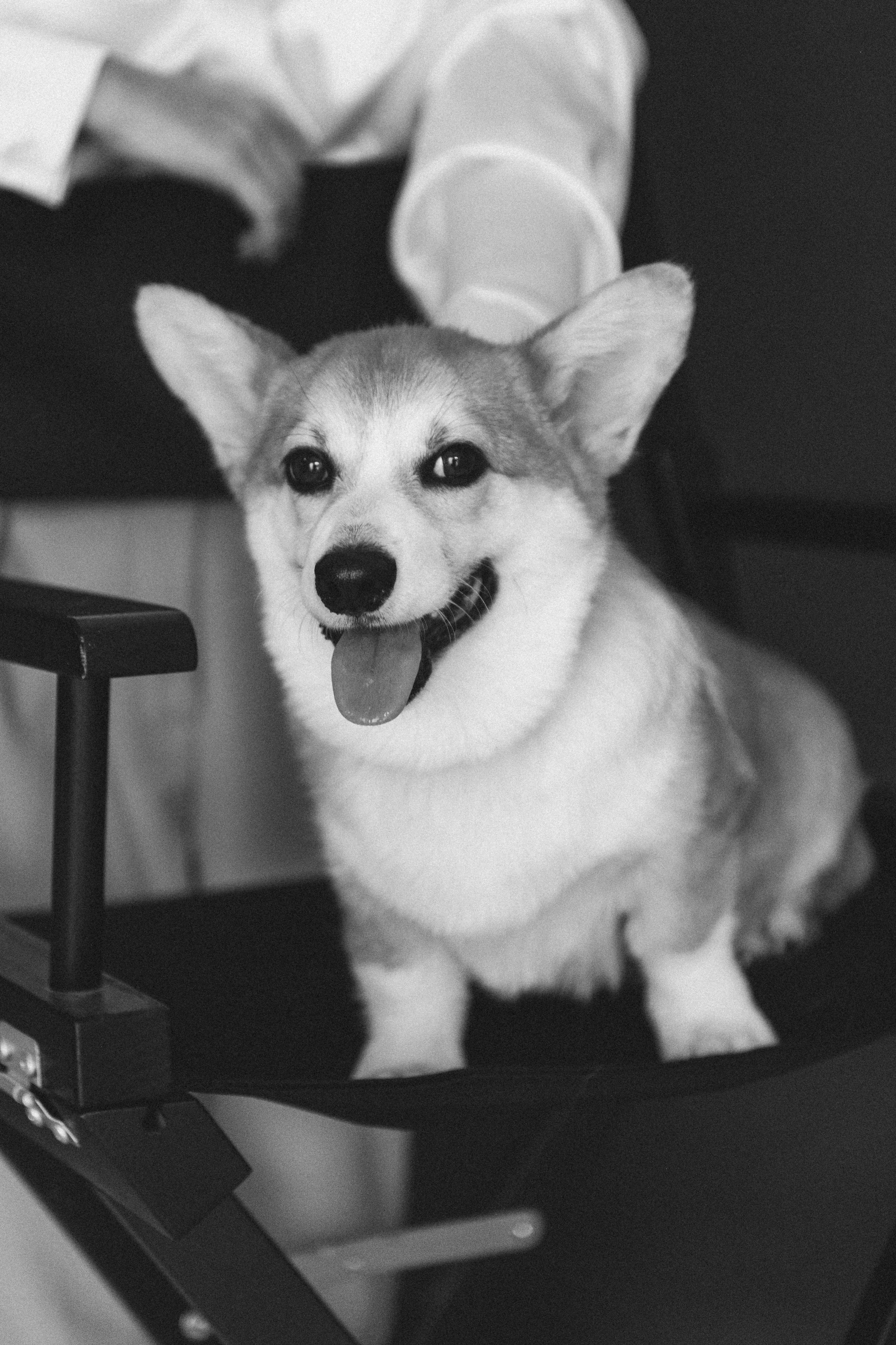 Коргі. Репортажний та сімейний фотограф Дар’я Хорошавцева