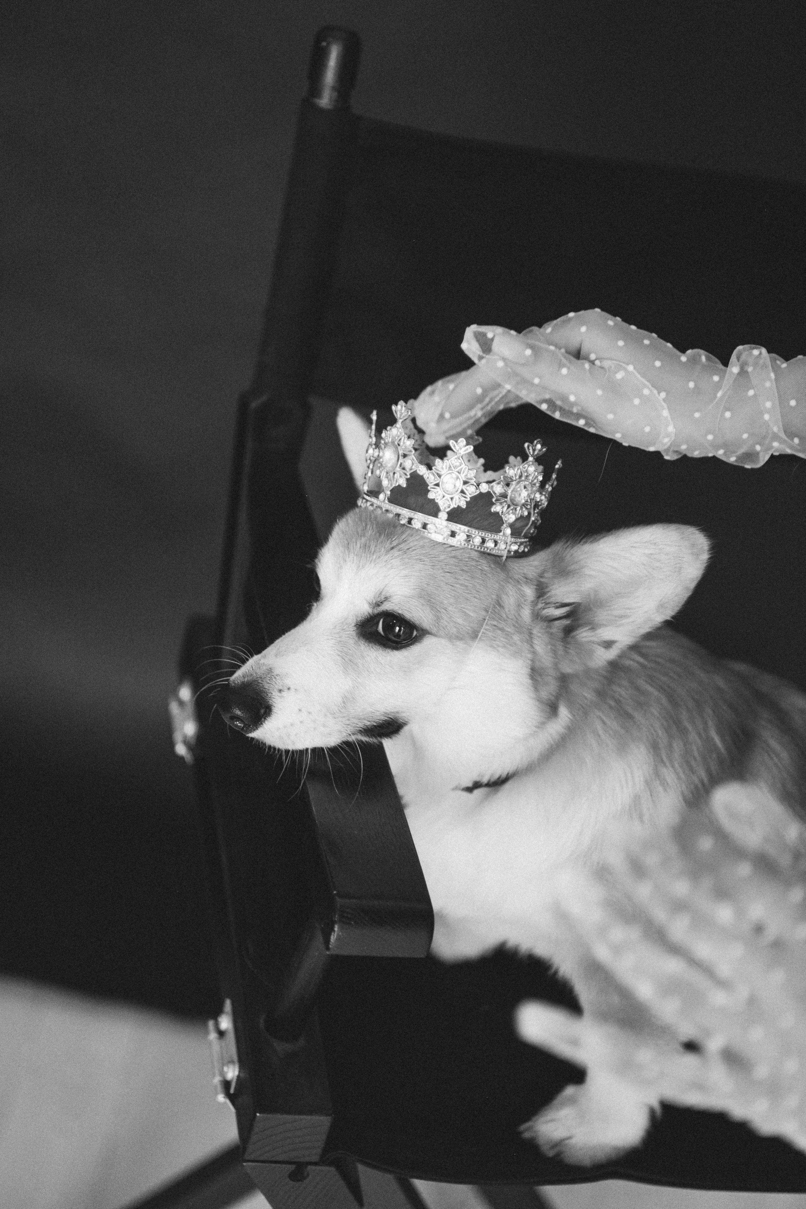 Коргі. Репортажний та сімейний фотограф Дар’я Хорошавцева