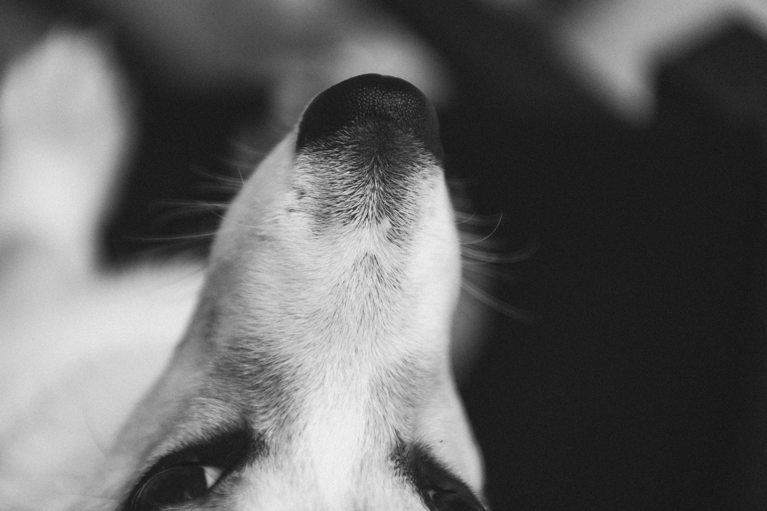 Коргі. Репортажний та сімейний фотограф Дар’я Хорошавцева