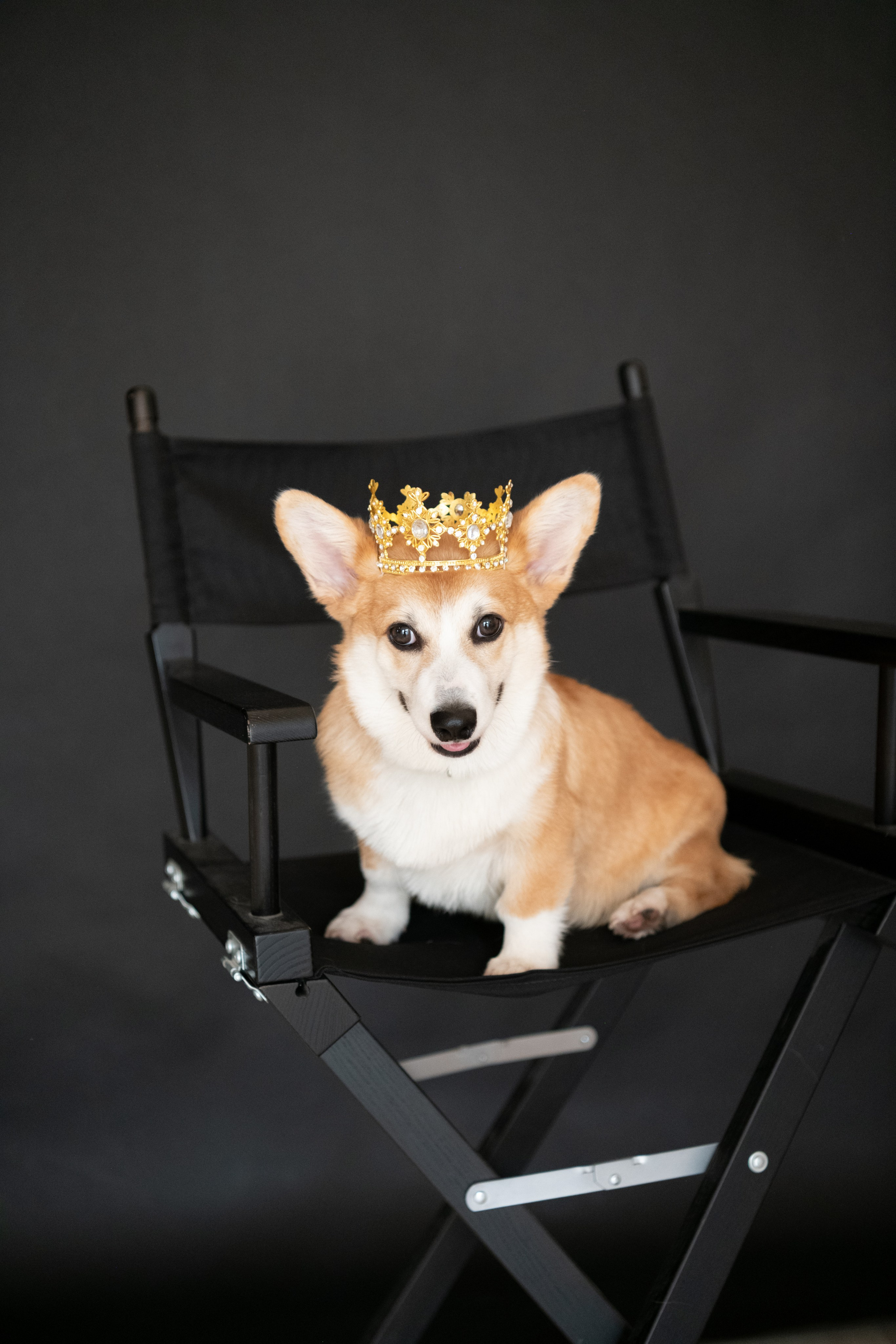 Коргі. Репортажний та сімейний фотограф Дар’я Хорошавцева