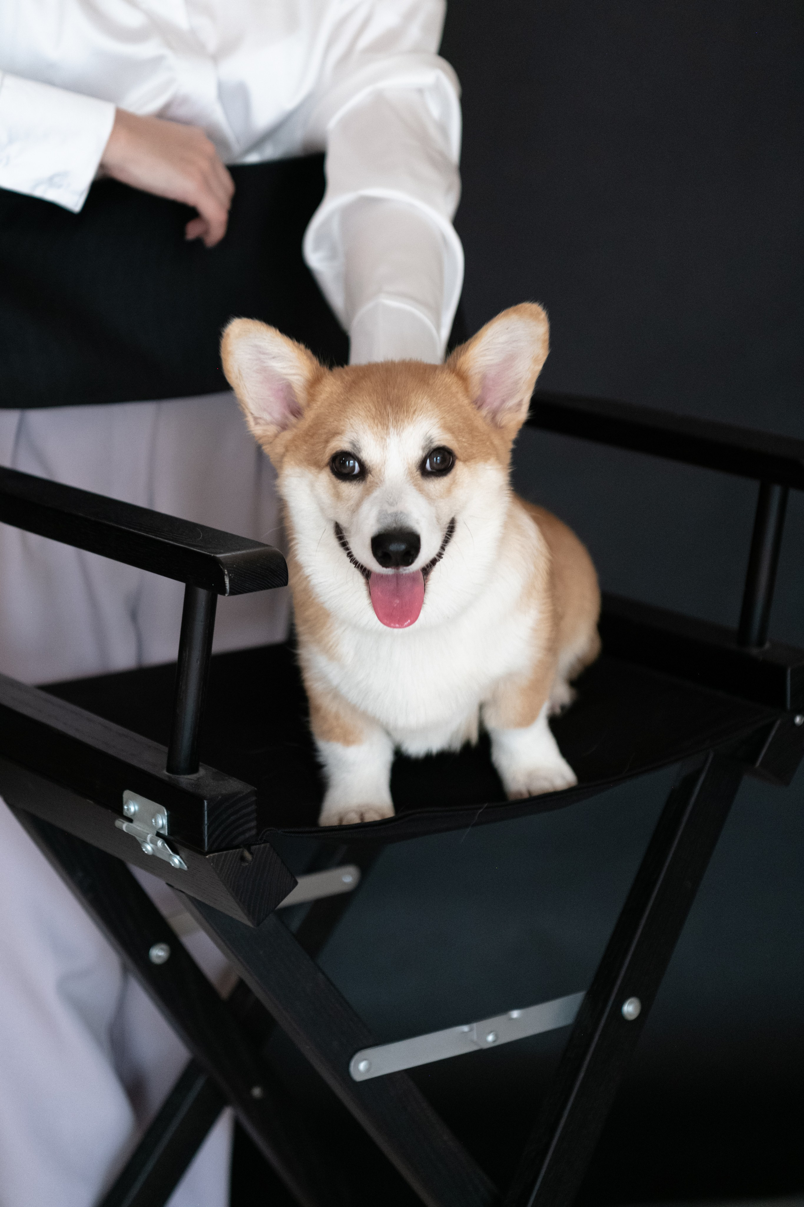 Коргі. Репортажний та сімейний фотограф Дар’я Хорошавцева