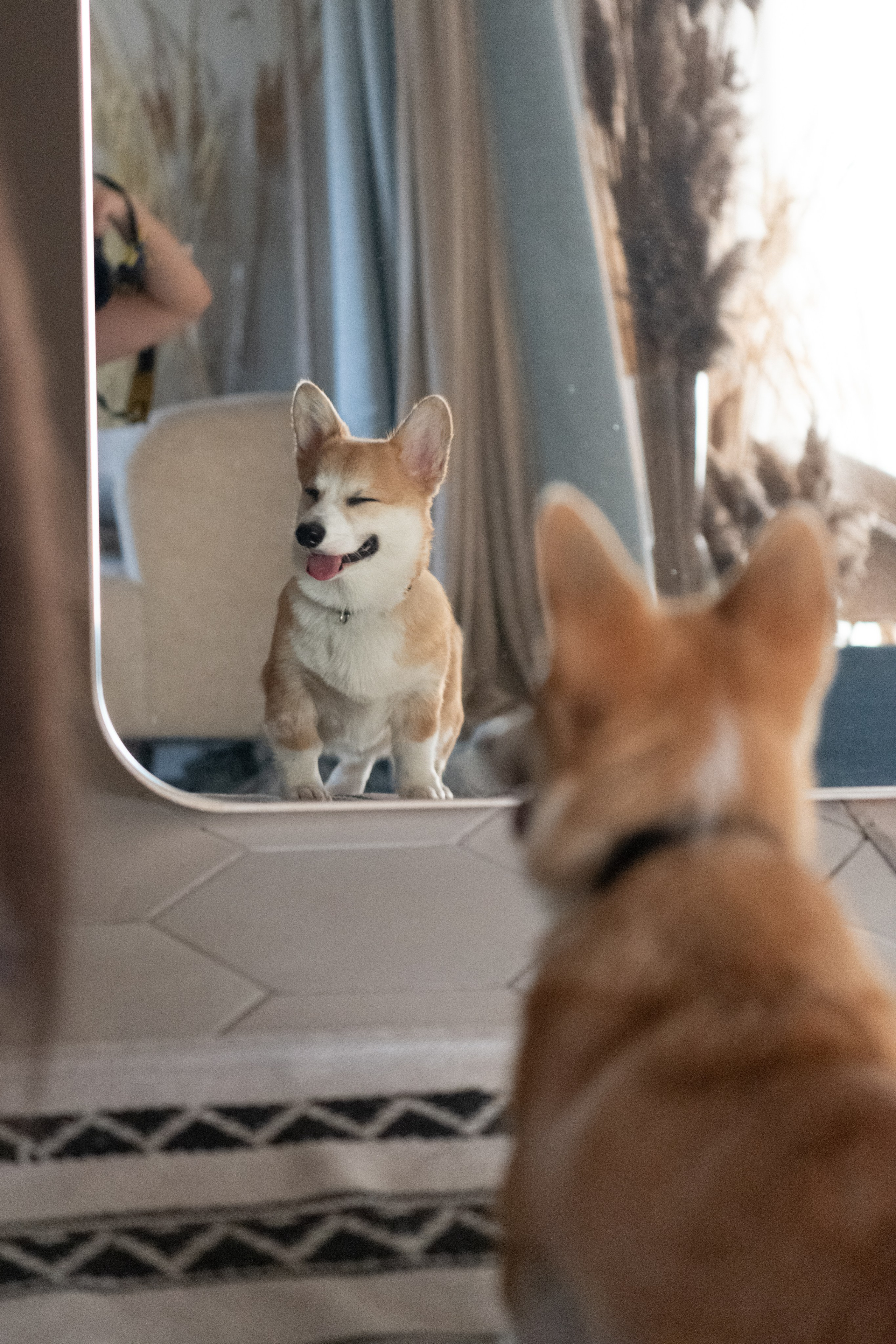 Коргі. Репортажний та сімейний фотограф Дар’я Хорошавцева