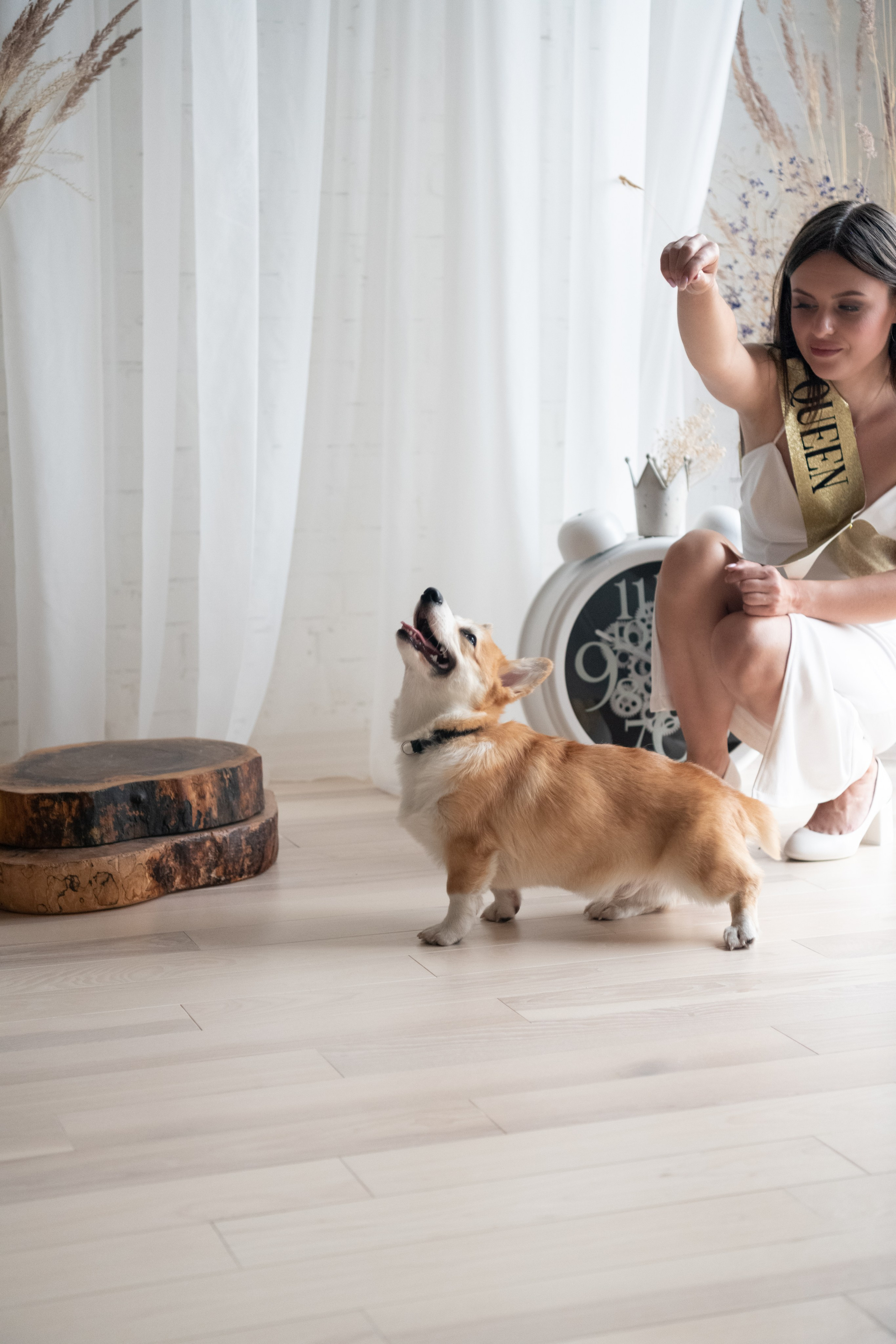 Коргі. Репортажний та сімейний фотограф Дар’я Хорошавцева